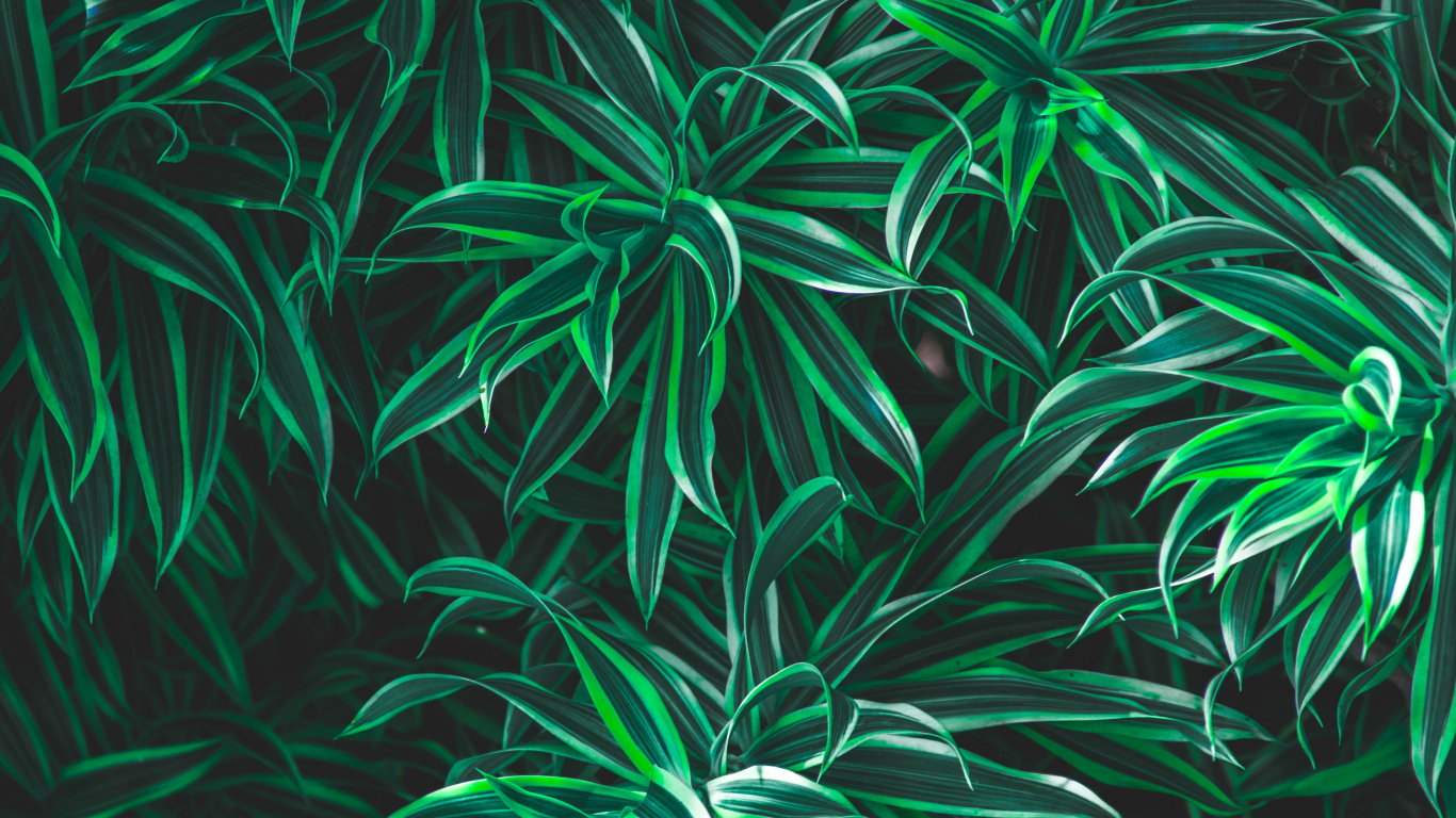 绿色的, 草, 陆地上的植物, 上帝, 《古兰经》 壁纸 1366x768 允许