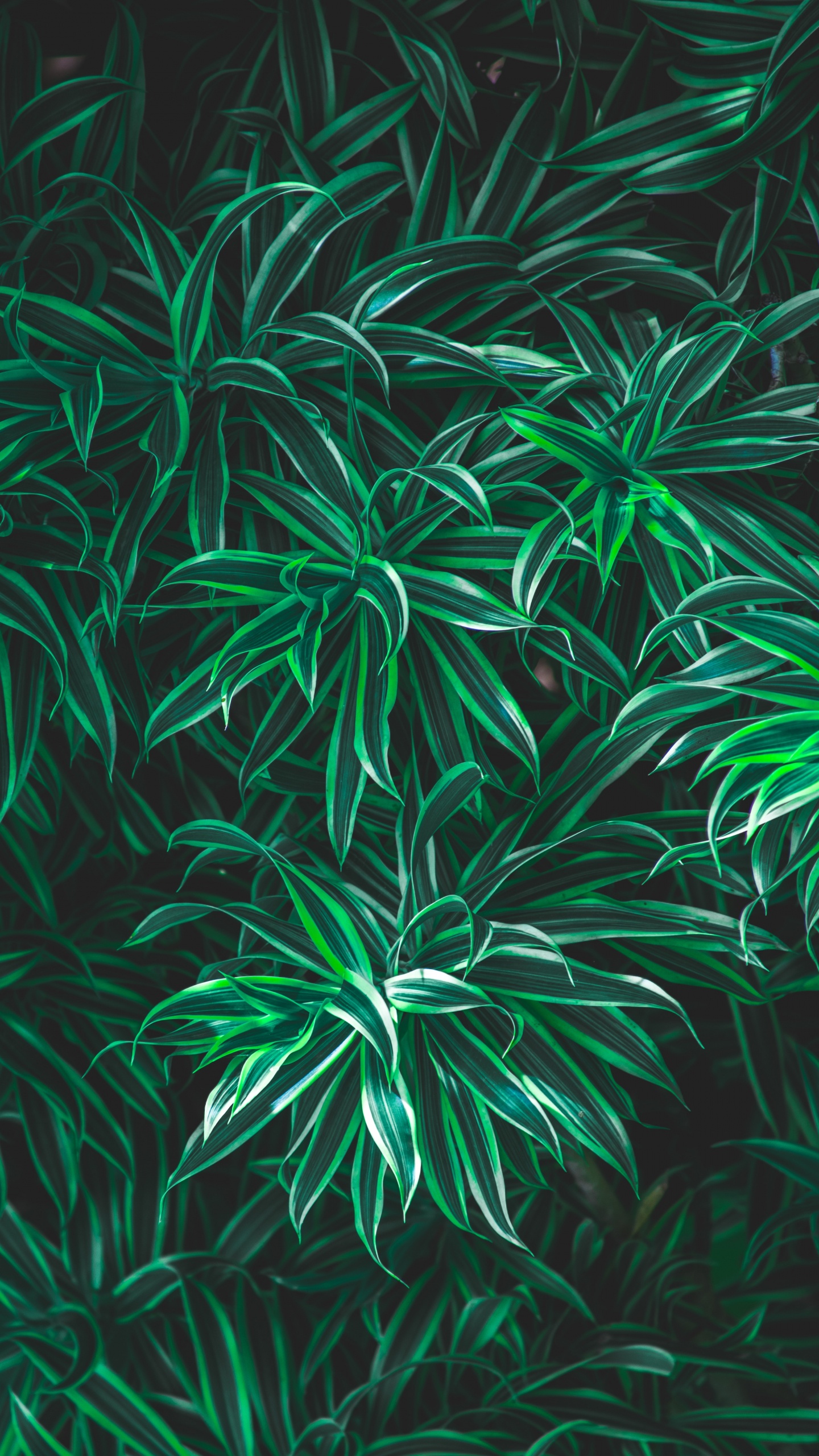 绿色的, 草, 陆地上的植物, 上帝, 《古兰经》 壁纸 1440x2560 允许