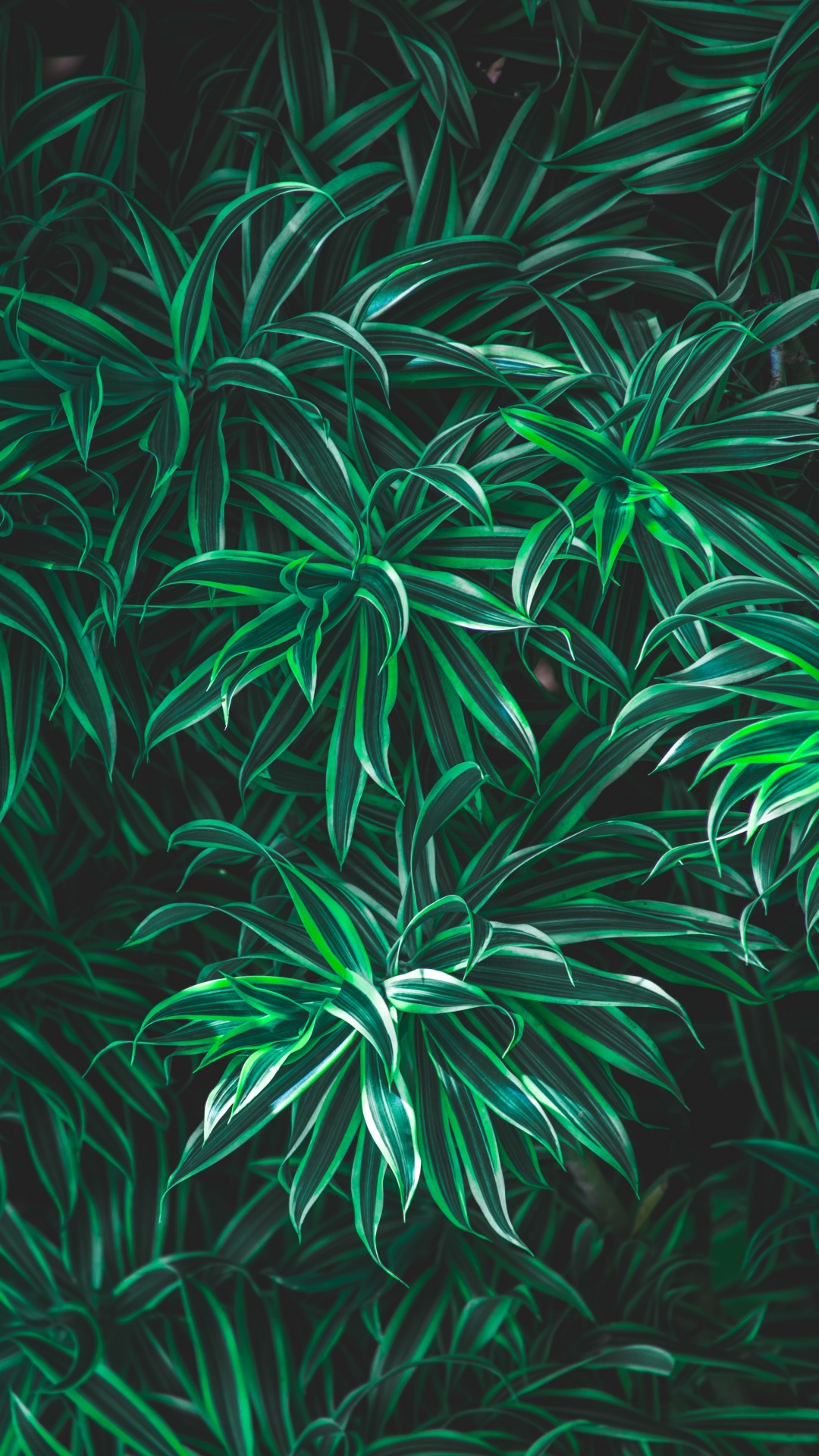 Verde, Planta Terrestre, Patrón, Dios, Corán. Wallpaper in 1080x1920 Resolution