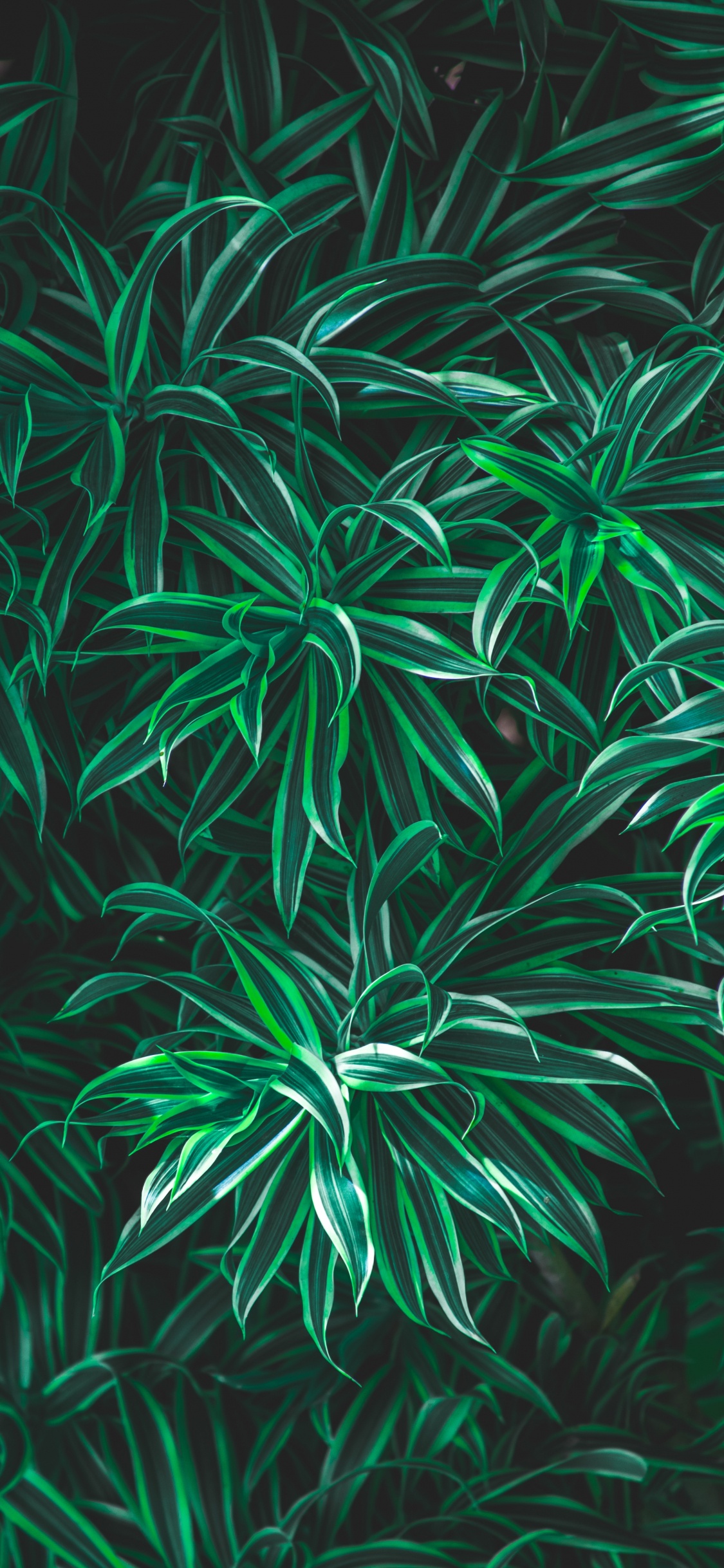 Verde, Planta Terrestre, Patrón, Dios, Corán. Wallpaper in 1125x2436 Resolution