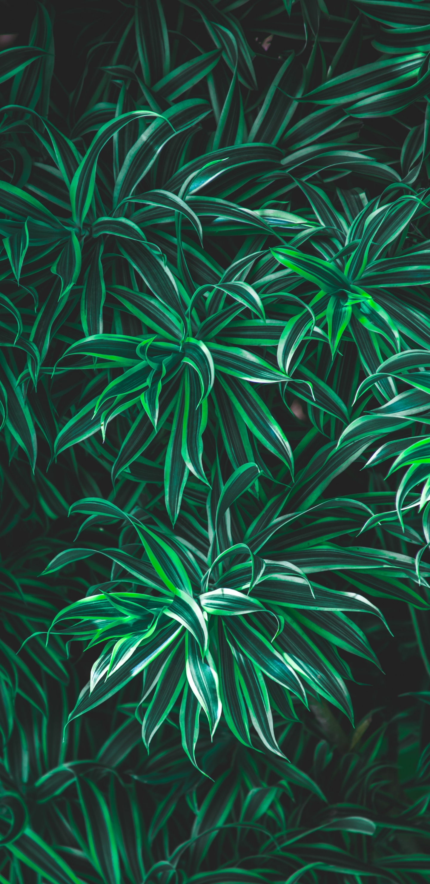 Feuille, Green, Plante Terrestre, Dieu, Coran. Wallpaper in 1440x2960 Resolution