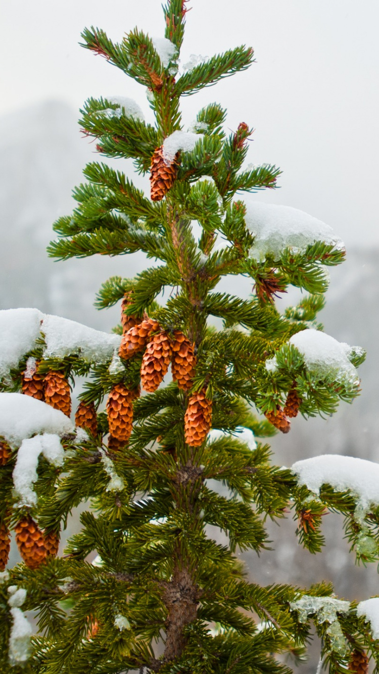 Planta Verde y Roja Sobre Suelo Cubierto de Nieve.. Wallpaper in 750x1334 Resolution