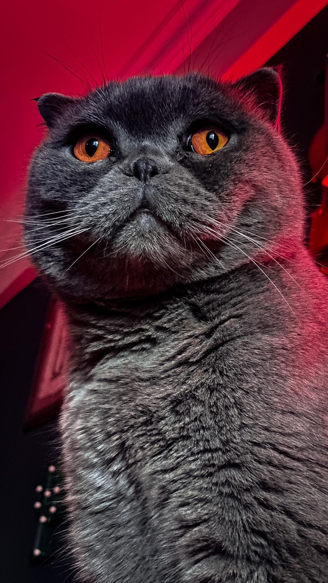 Backenbart, Chartreux, American Wirehair, Britisch Kurzhaar, Korat. Wallpaper in 1080x1920 Resolution