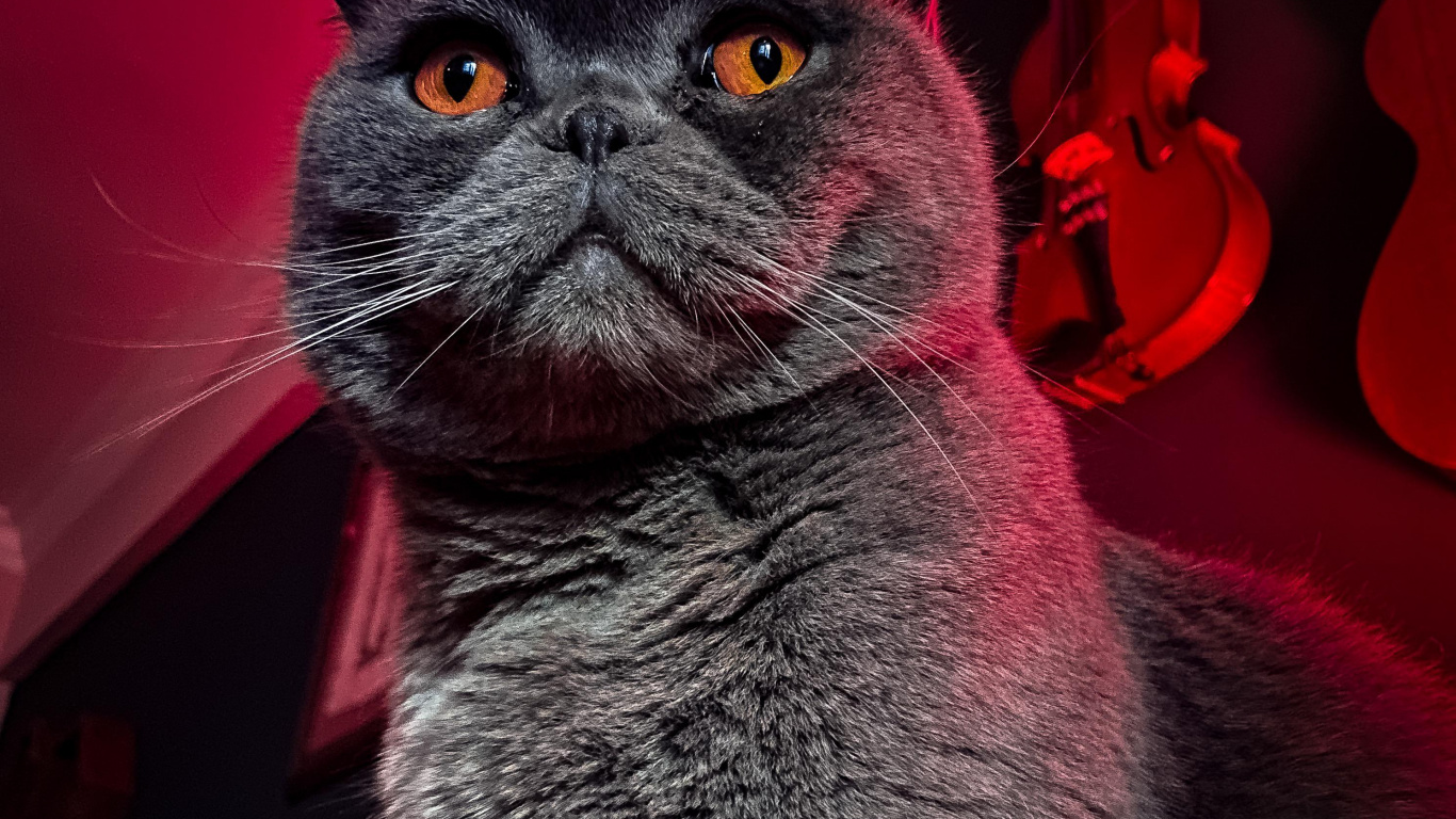 Moustache, Chartreux, American Wirehair, le British Shorthair, Korat. Wallpaper in 1366x768 Resolution