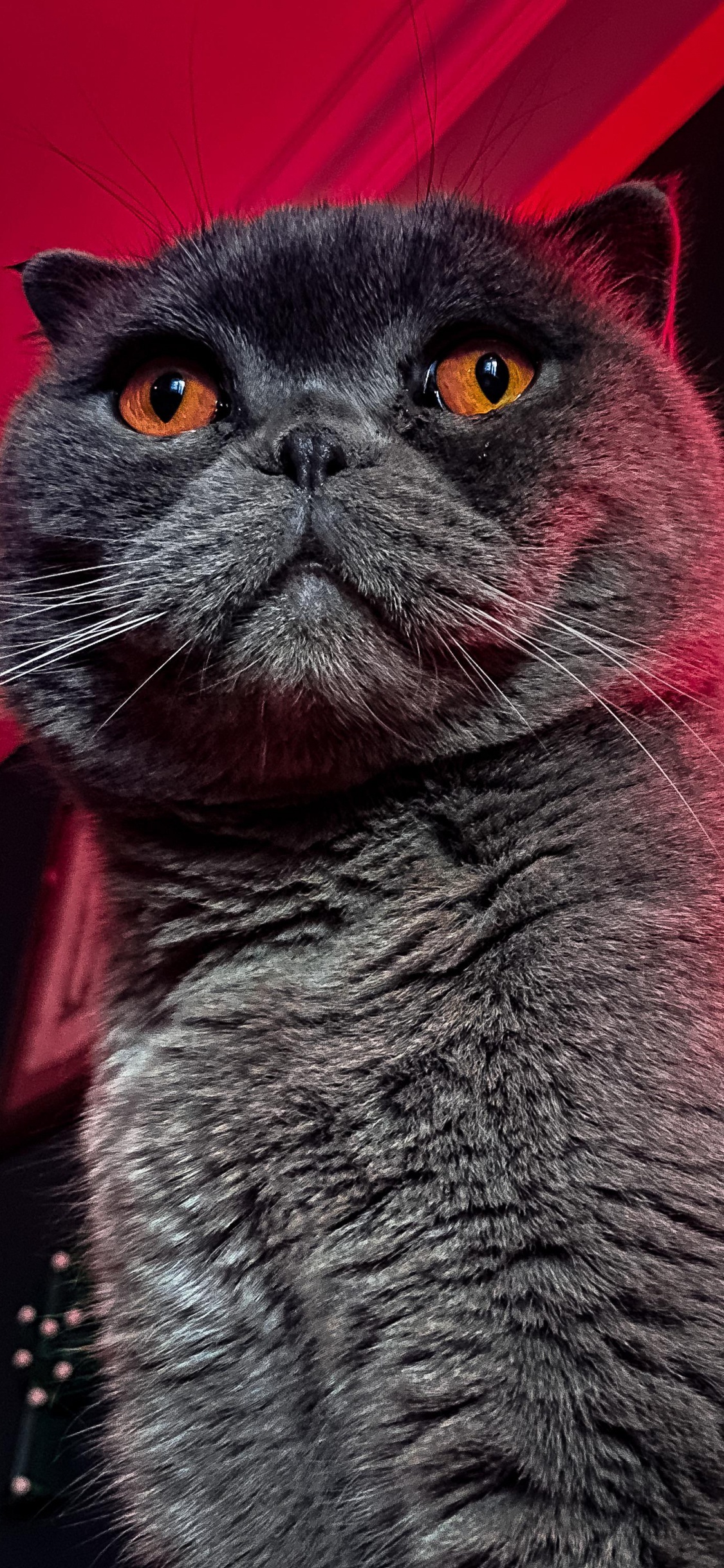 Whiskers, Chartreux, American Wirehair, British Shorthair, Korat. Wallpaper in 1125x2436 Resolution