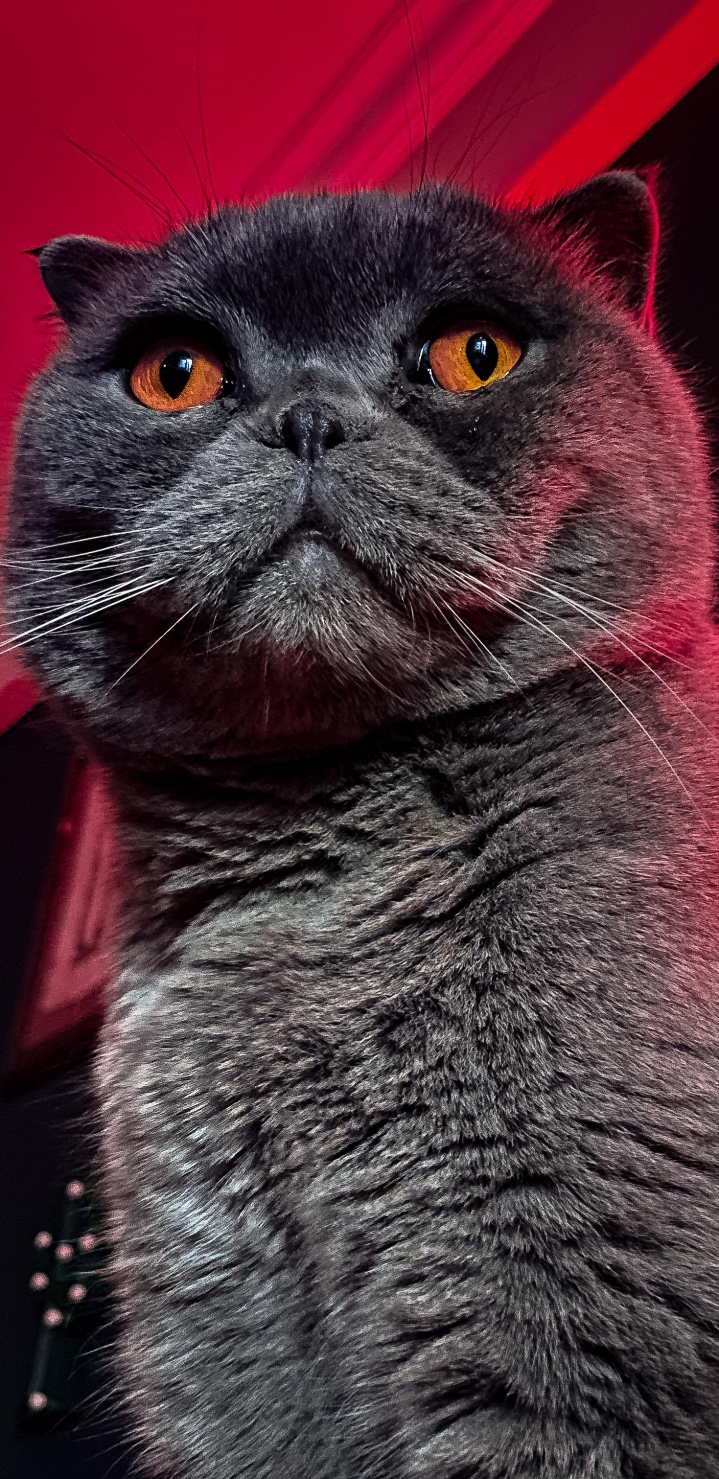 Whiskers, Chartreux, American Wirehair, British Shorthair, Korat. Wallpaper in 1440x2960 Resolution