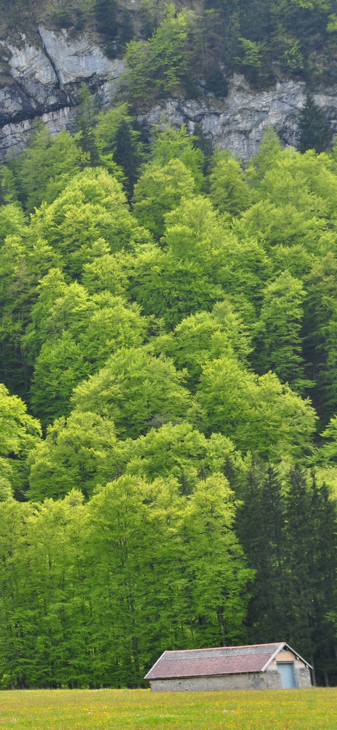 Green Trees on Green Grass Field During Daytime. Wallpaper in 1125x2436 Resolution