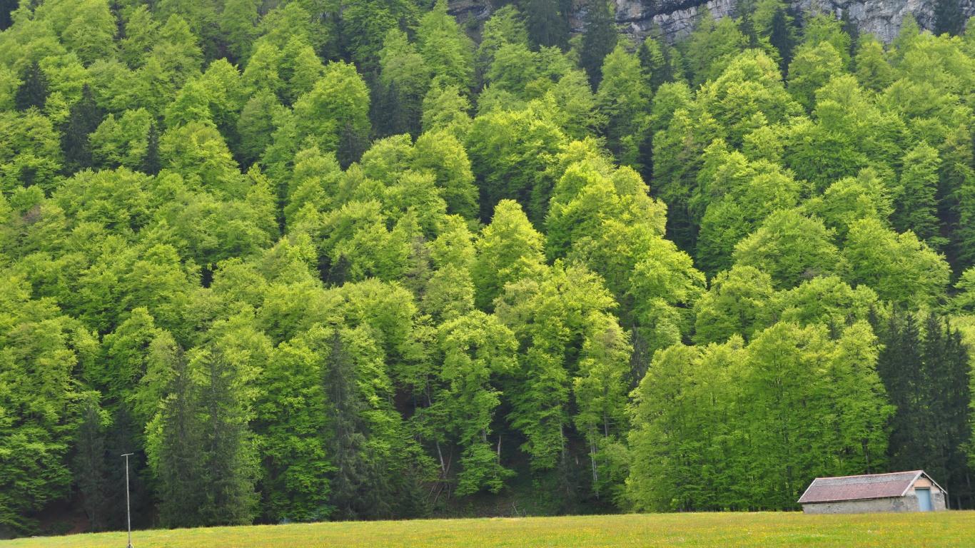 Arbres Verts Sur Terrain D'herbe Verte Pendant la Journée. Wallpaper in 1366x768 Resolution