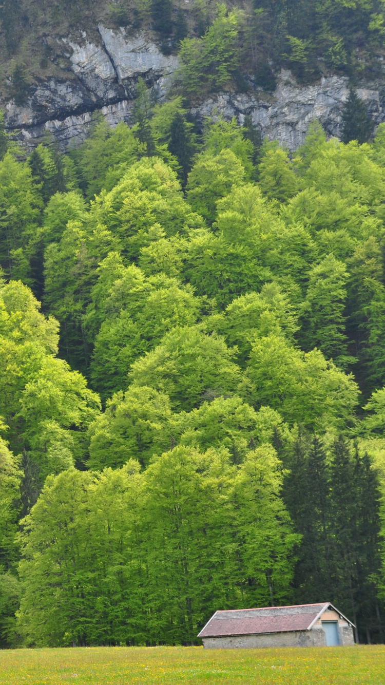Arbres Verts Sur Terrain D'herbe Verte Pendant la Journée. Wallpaper in 750x1334 Resolution