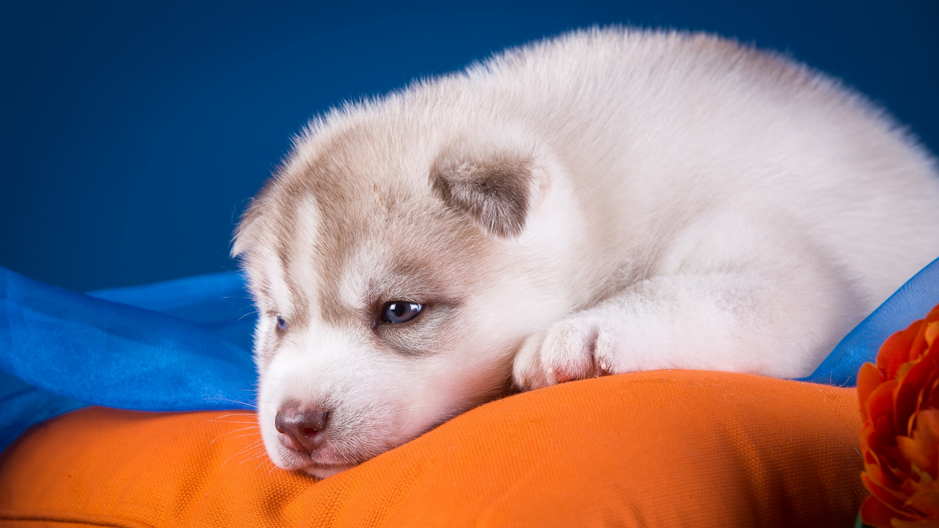 White and Gray Siberian Husky Puppy. Wallpaper in 1366x768 Resolution
