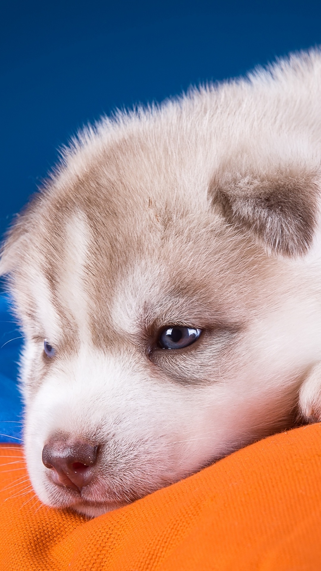 Cachorro de Husky Siberiano Blanco y Gris. Wallpaper in 1080x1920 Resolution