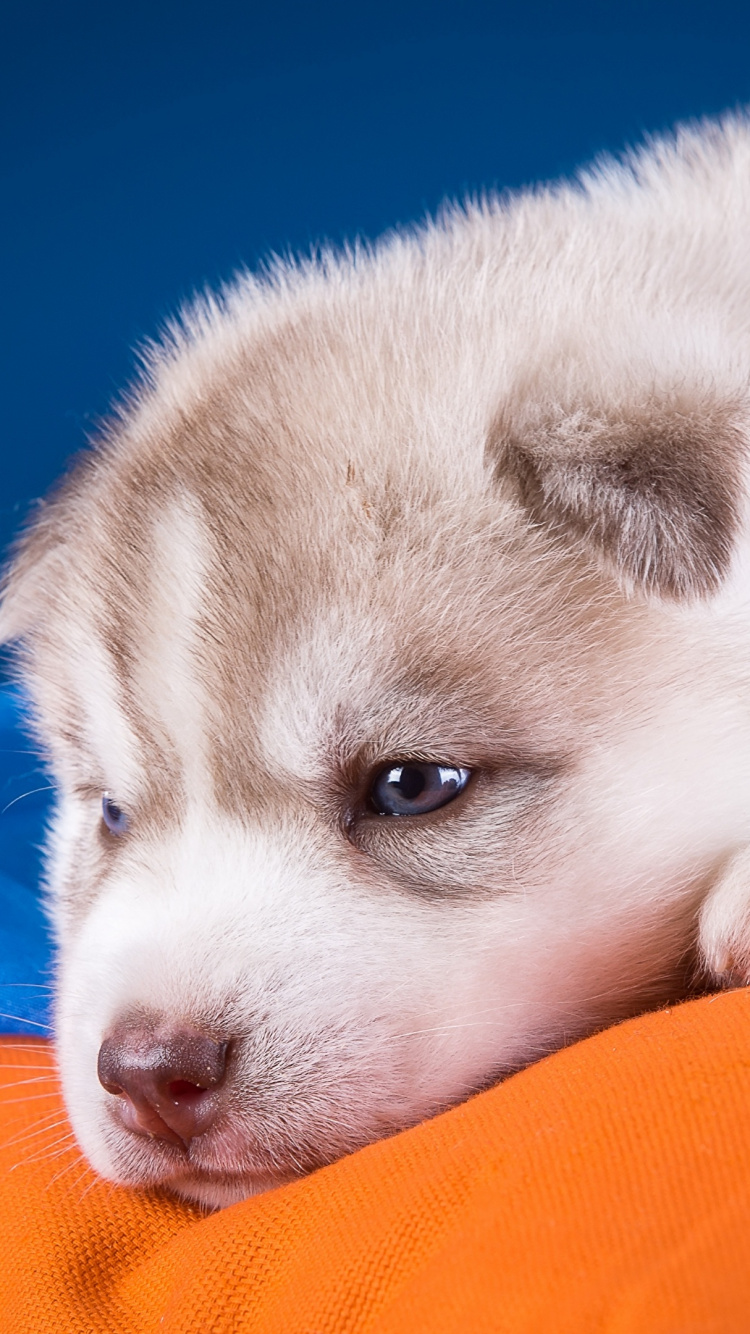 Cachorro de Husky Siberiano Blanco y Gris. Wallpaper in 750x1334 Resolution