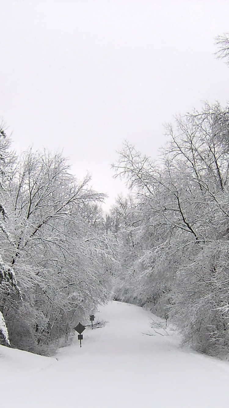Árboles Cubiertos de Nieve Durante el Día. Wallpaper in 750x1334 Resolution