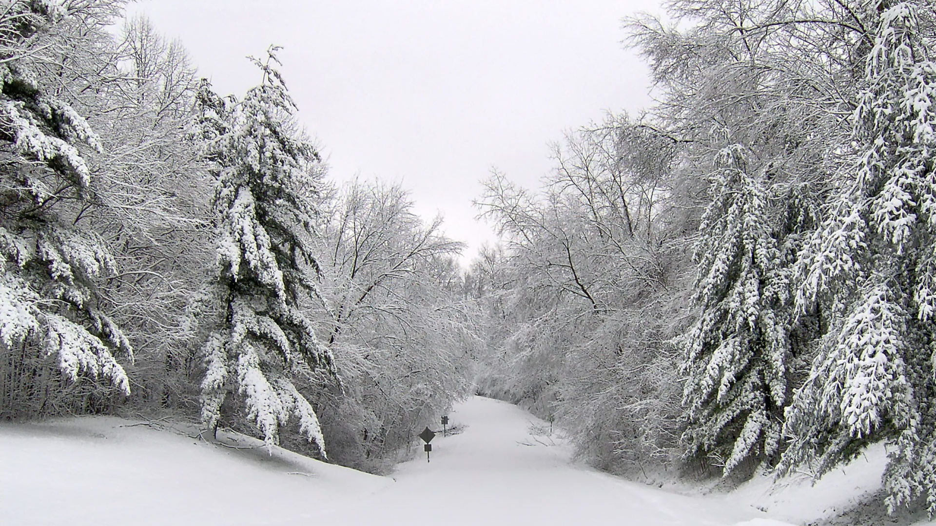Snow Covered Trees During Daytime. Wallpaper in 1920x1080 Resolution