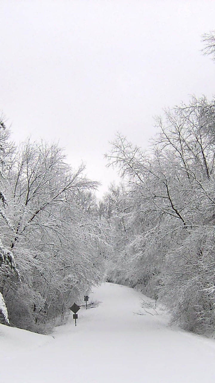 Snow Covered Trees During Daytime. Wallpaper in 720x1280 Resolution
