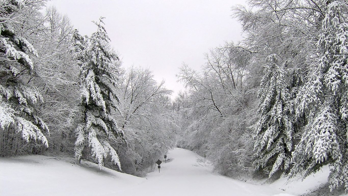 Arbres Couverts de Neige Pendant la Journée. Wallpaper in 1366x768 Resolution