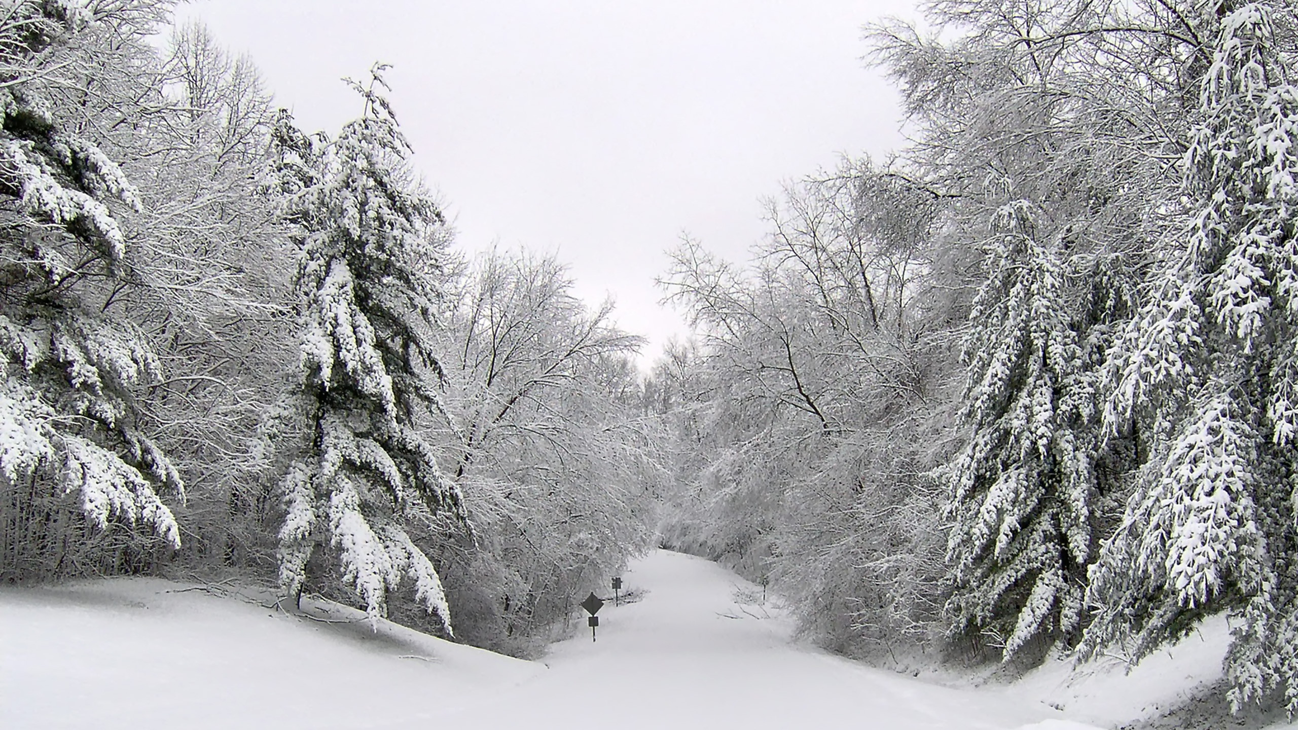 Arbres Couverts de Neige Pendant la Journée. Wallpaper in 2560x1440 Resolution