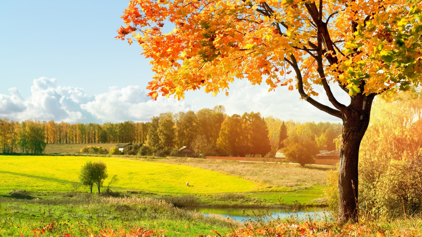 Brown Leaf Tree on Green Grass Field During Daytime. Wallpaper in 1366x768 Resolution