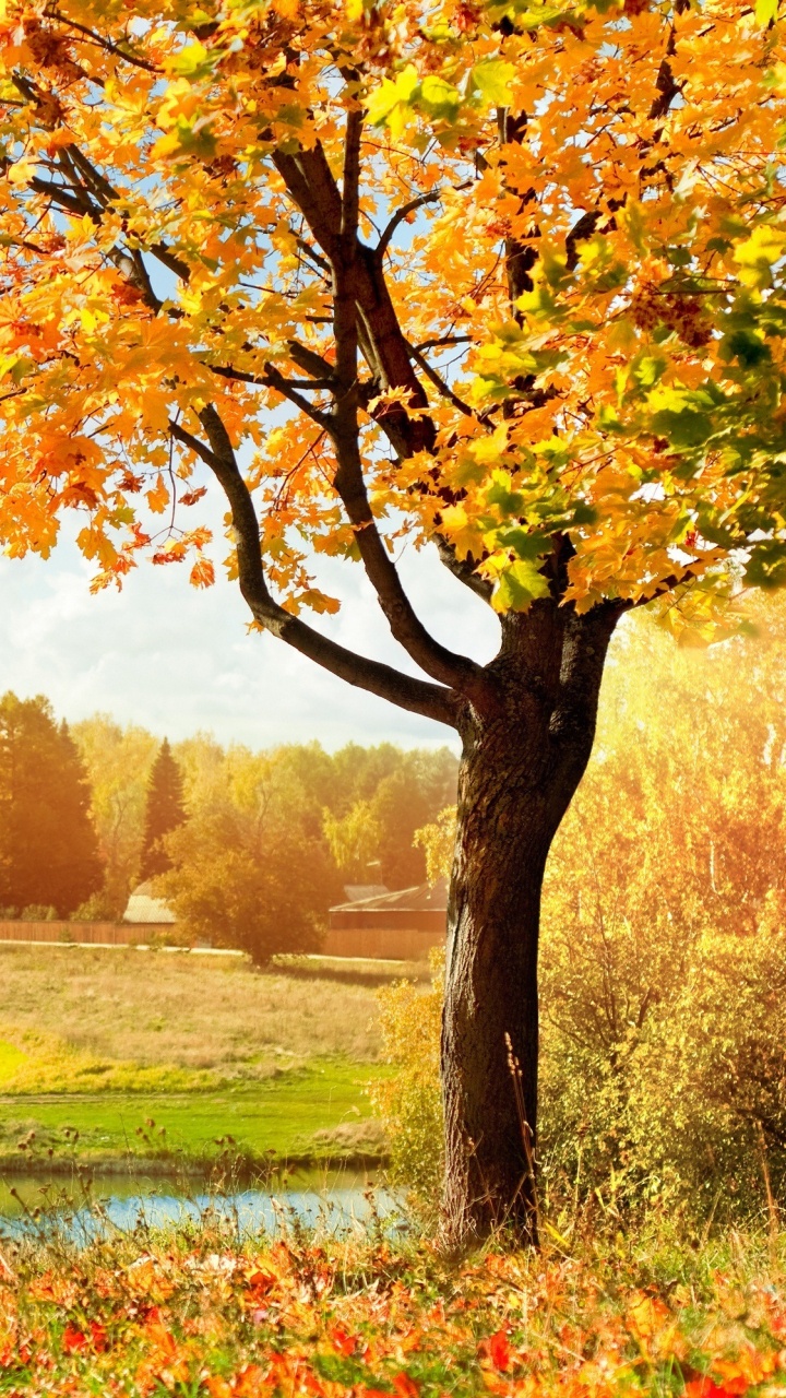 Brown Leaf Tree on Green Grass Field During Daytime. Wallpaper in 720x1280 Resolution
