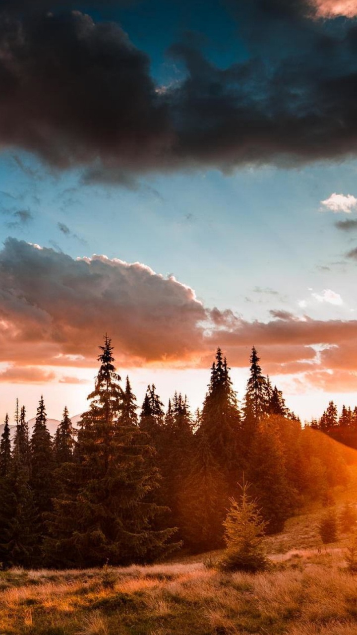 Green Pine Trees Under Cloudy Sky During Daytime. Wallpaper in 720x1280 Resolution