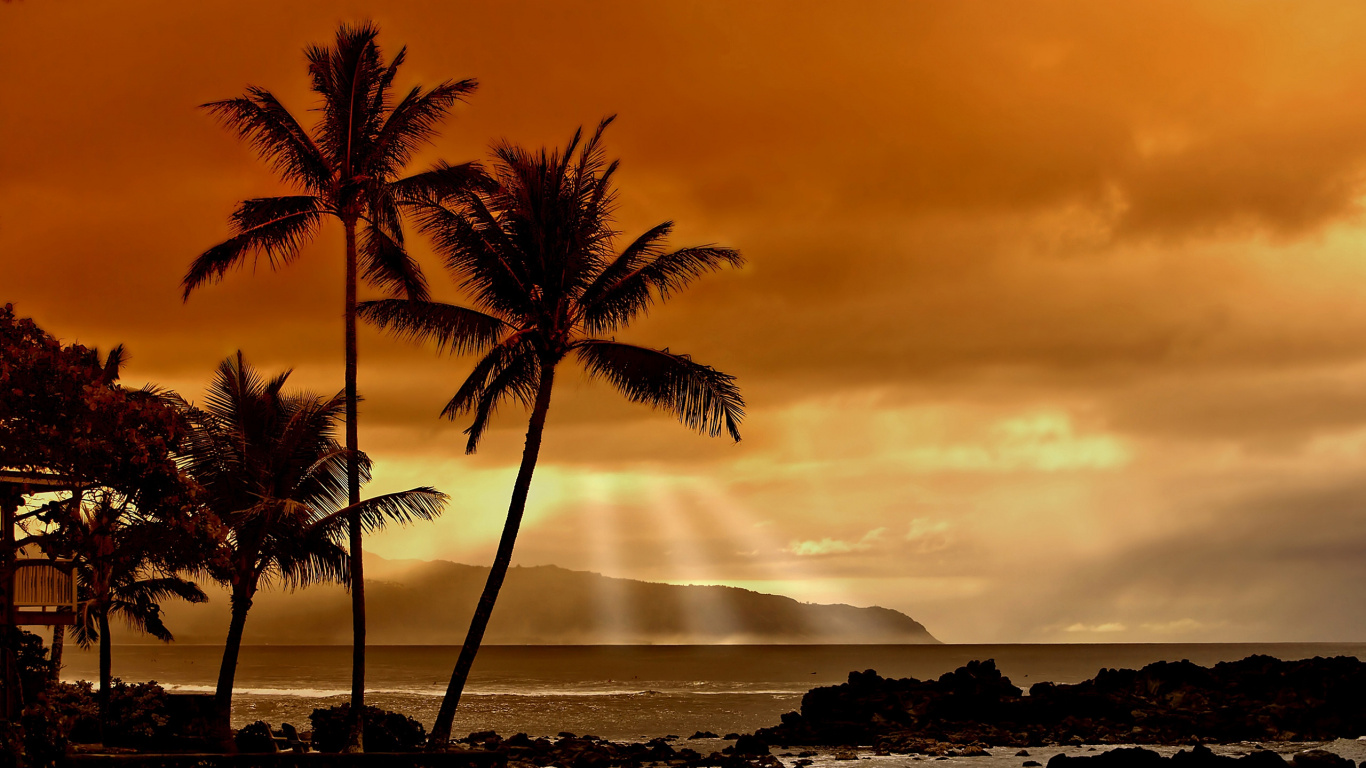 Palm Tree Near Body of Water During Sunset. Wallpaper in 1366x768 Resolution