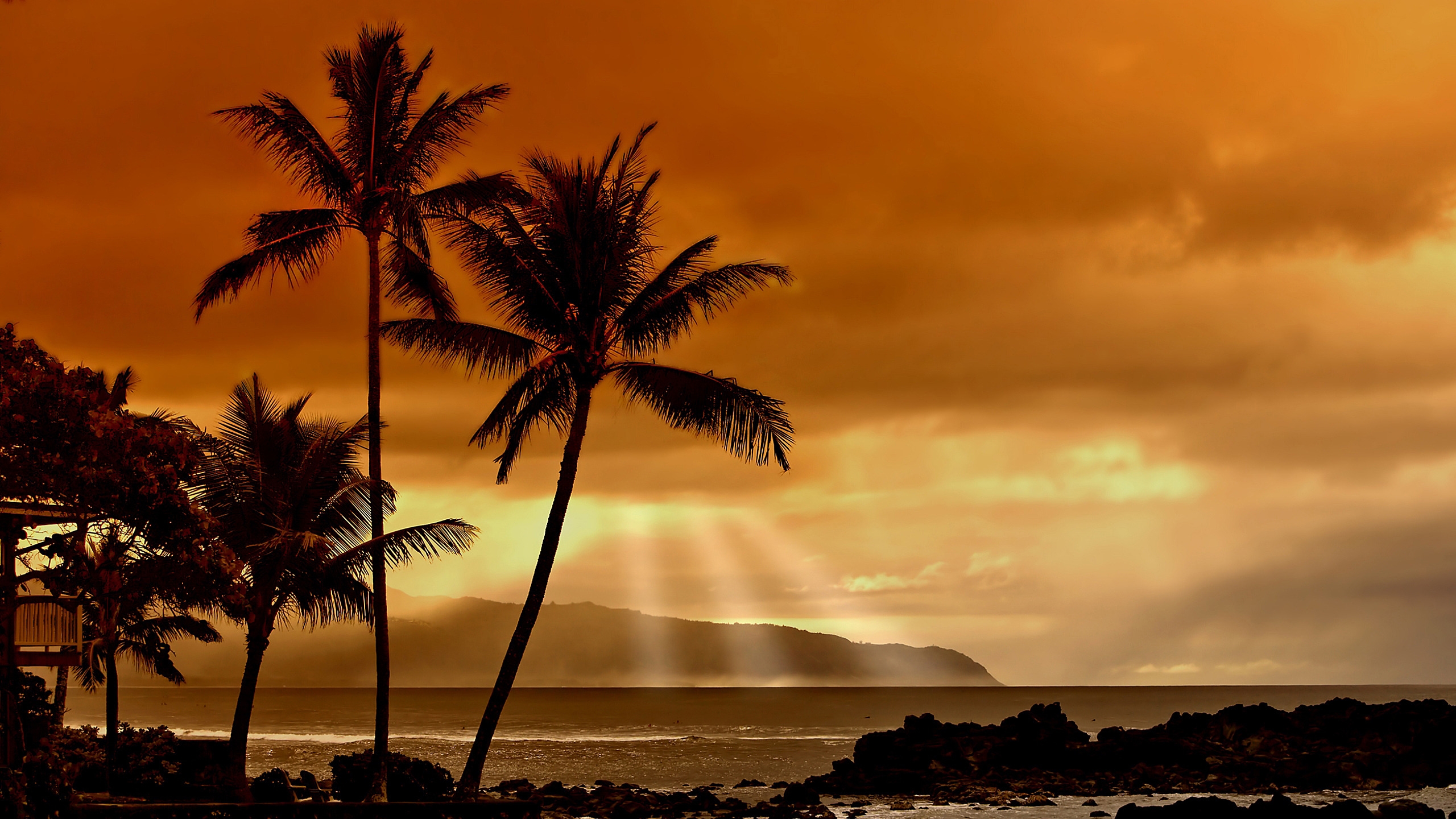 Palm Tree Near Body of Water During Sunset. Wallpaper in 2560x1440 Resolution
