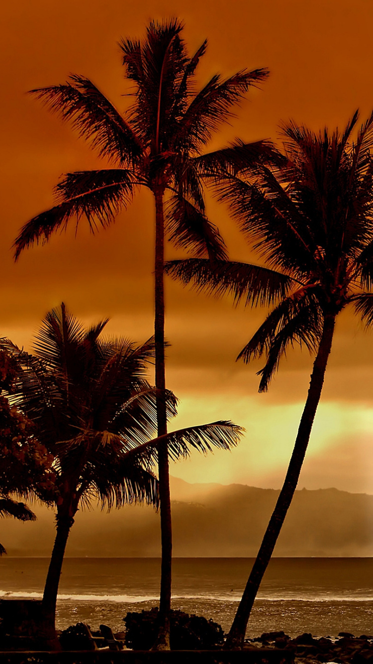 Palm Tree Near Body of Water During Sunset. Wallpaper in 750x1334 Resolution