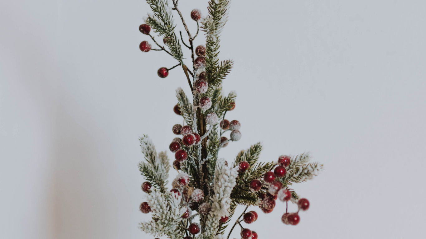 Rote Und Grüne Pflanze Auf Braunem Topf. Wallpaper in 1366x768 Resolution