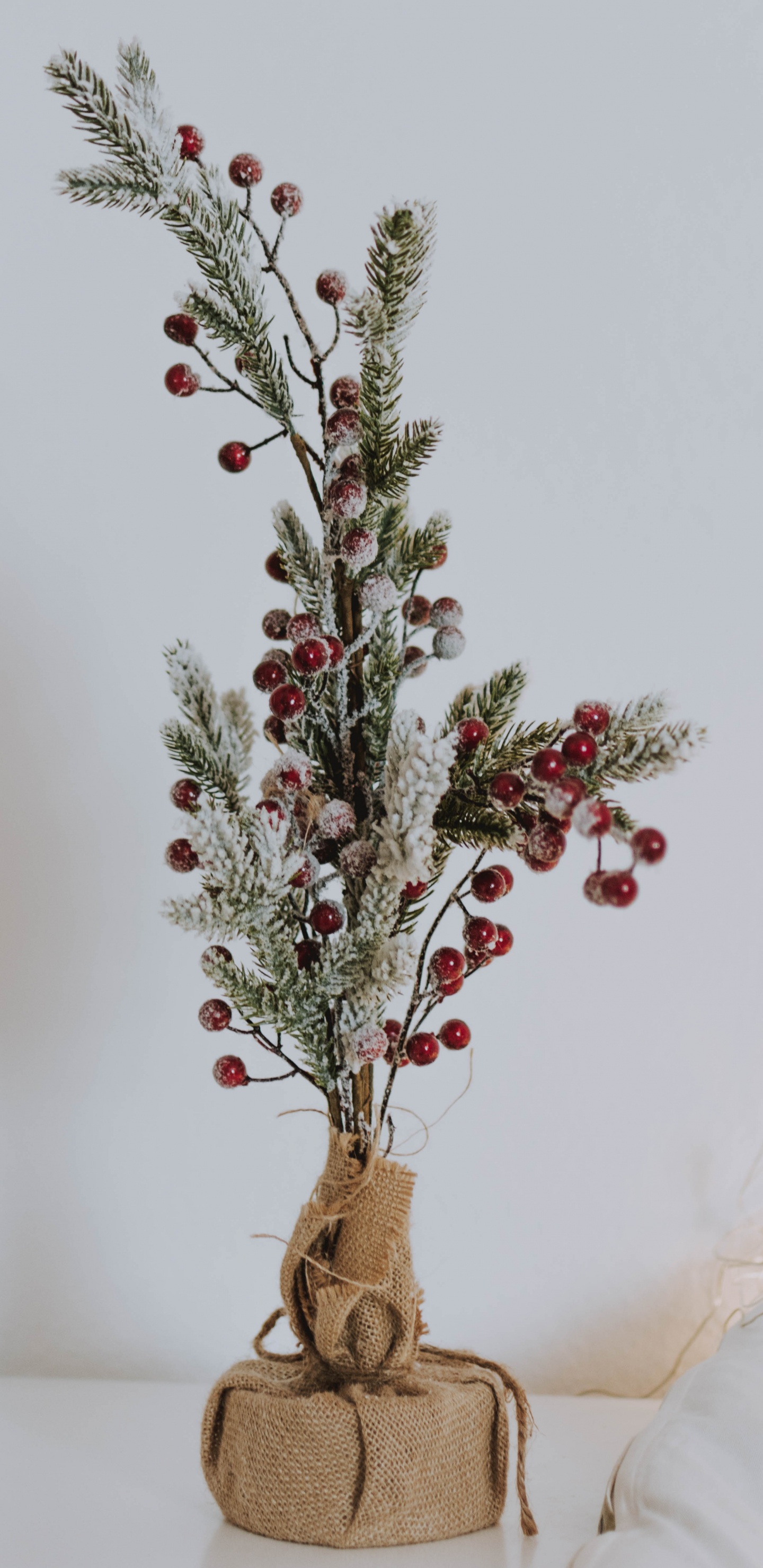 Plante Rouge et Verte Sur Pot Marron. Wallpaper in 1440x2960 Resolution