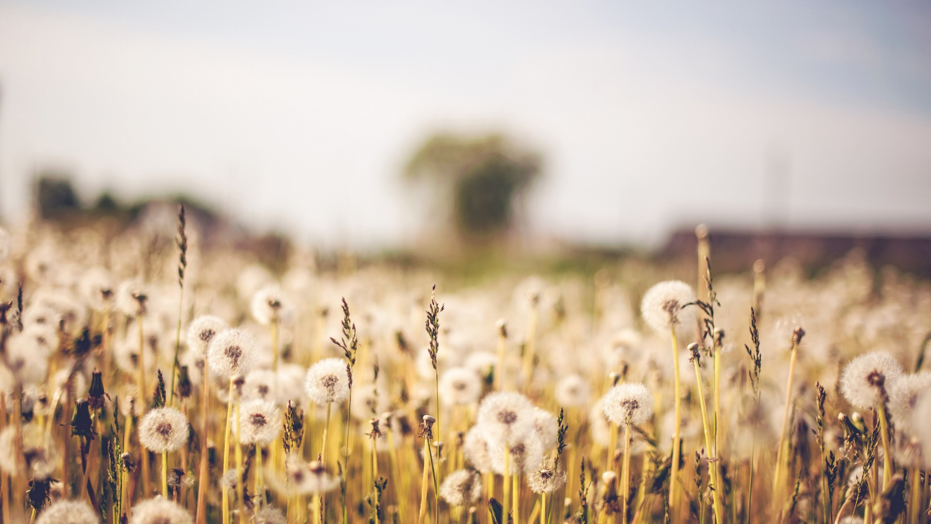 White Dandelion Field During Daytime. Wallpaper in 1920x1080 Resolution