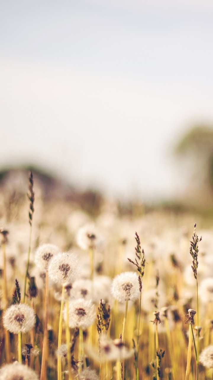 White Dandelion Field During Daytime. Wallpaper in 720x1280 Resolution