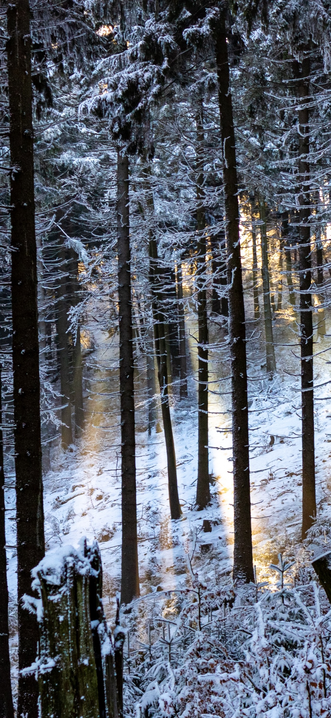 Forest, Tree, Natural Environment, Winter, Natural Landscape. Wallpaper in 1125x2436 Resolution