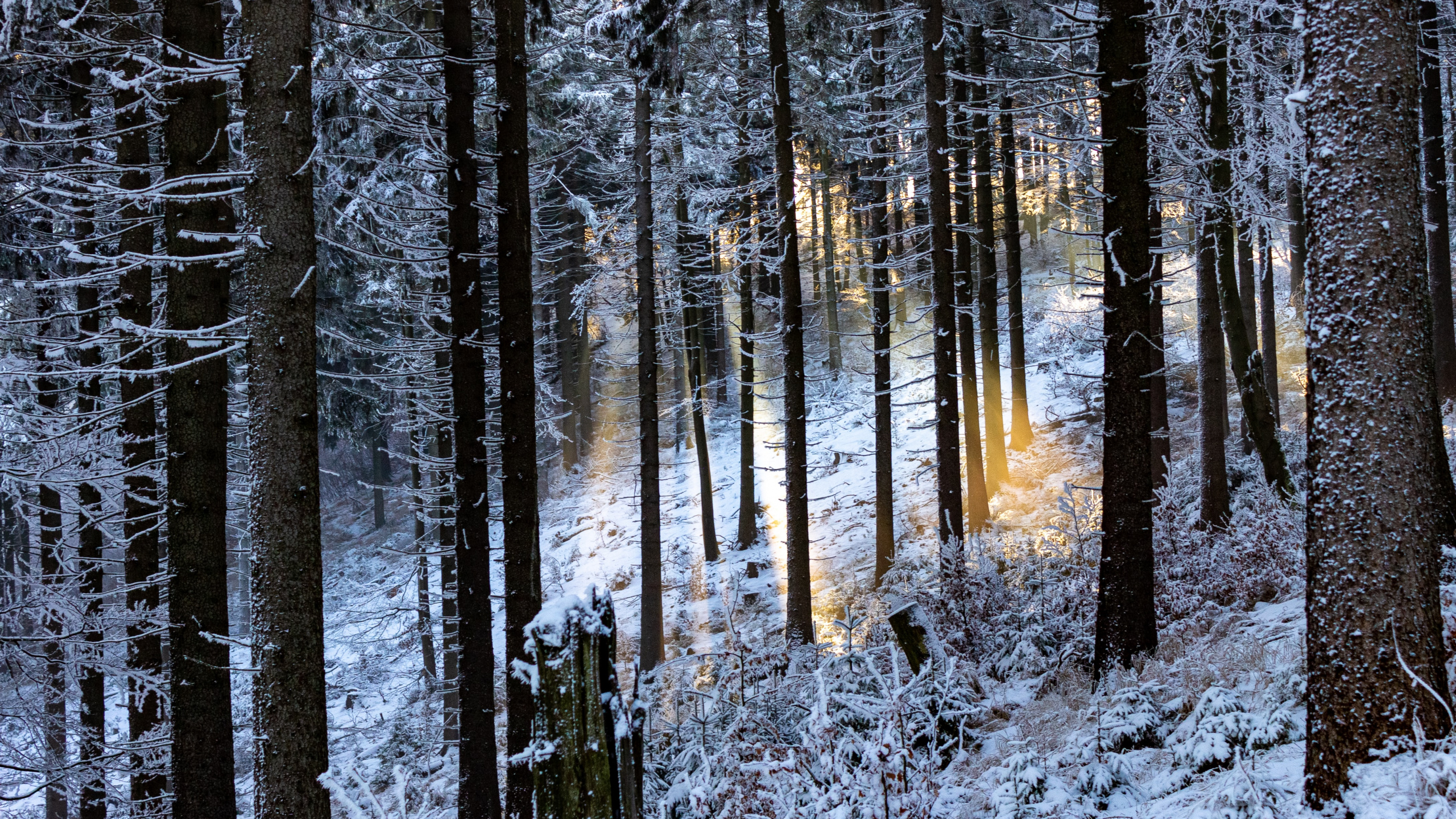 Forest, Tree, Natural Environment, Winter, Natural Landscape. Wallpaper in 2560x1440 Resolution