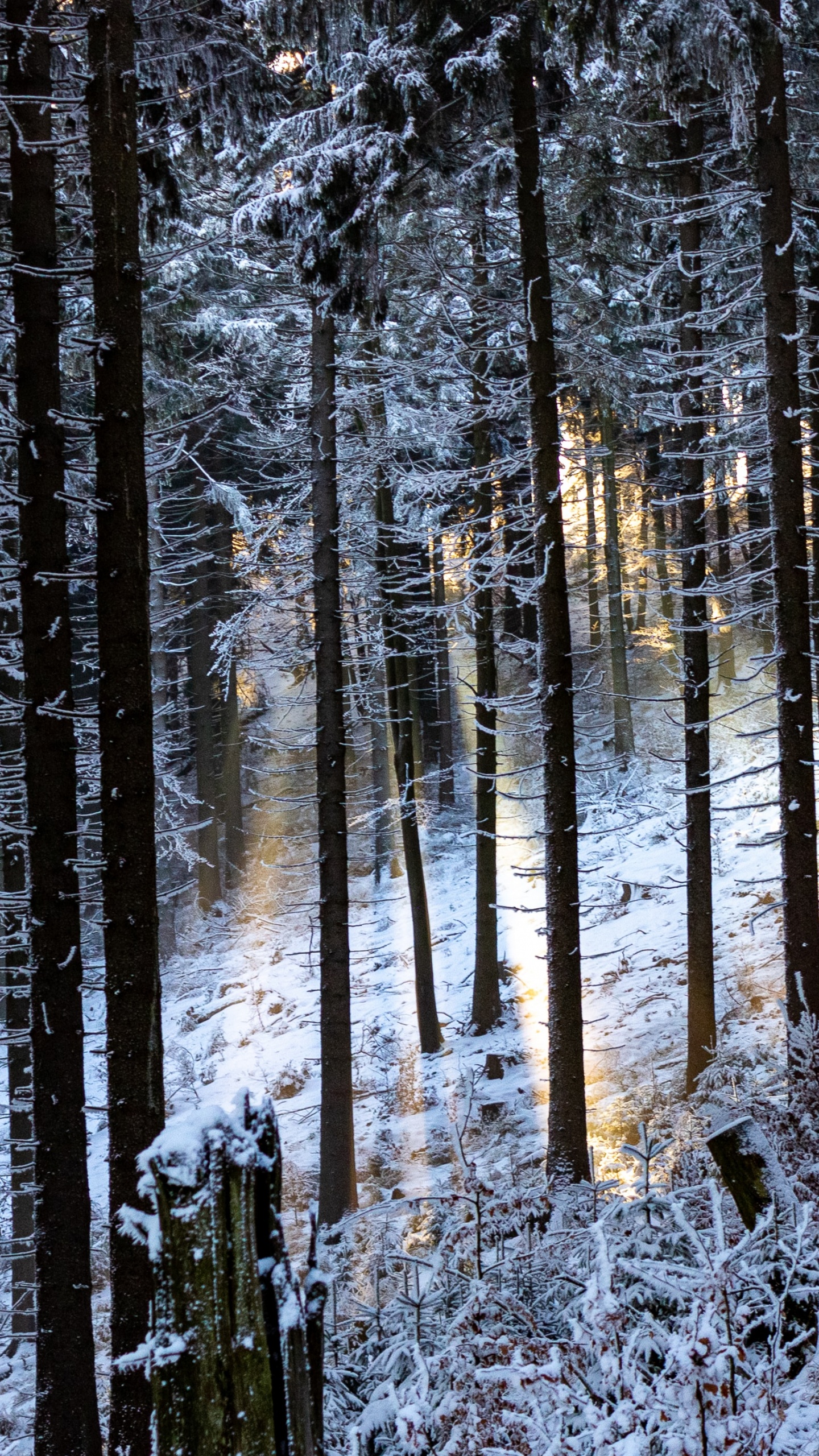 Forêt, Environnement Naturel, Hiver, Paysage Naturel, Plantes Ligneuses. Wallpaper in 1440x2560 Resolution