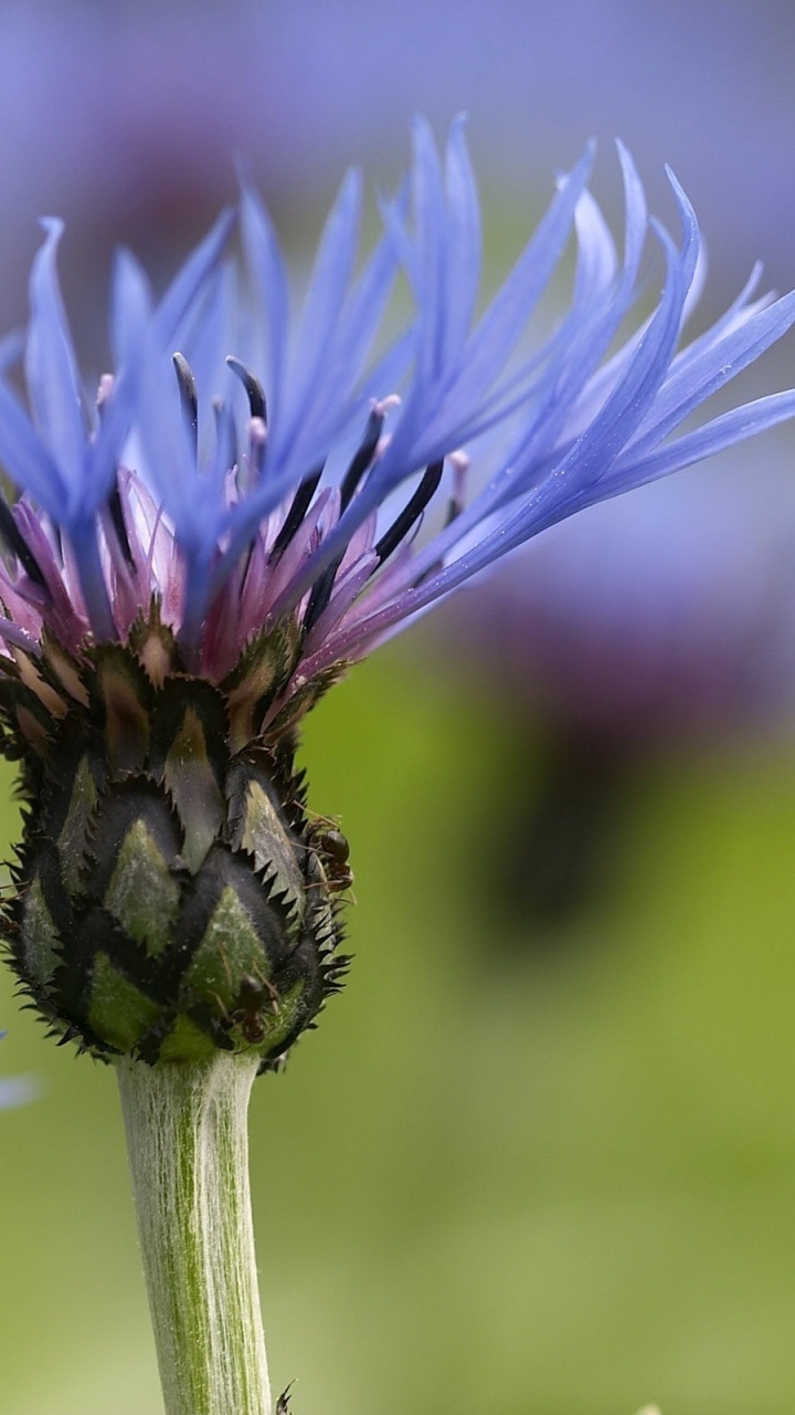 Fleur Violette en Objectif Macro. Wallpaper in 720x1280 Resolution