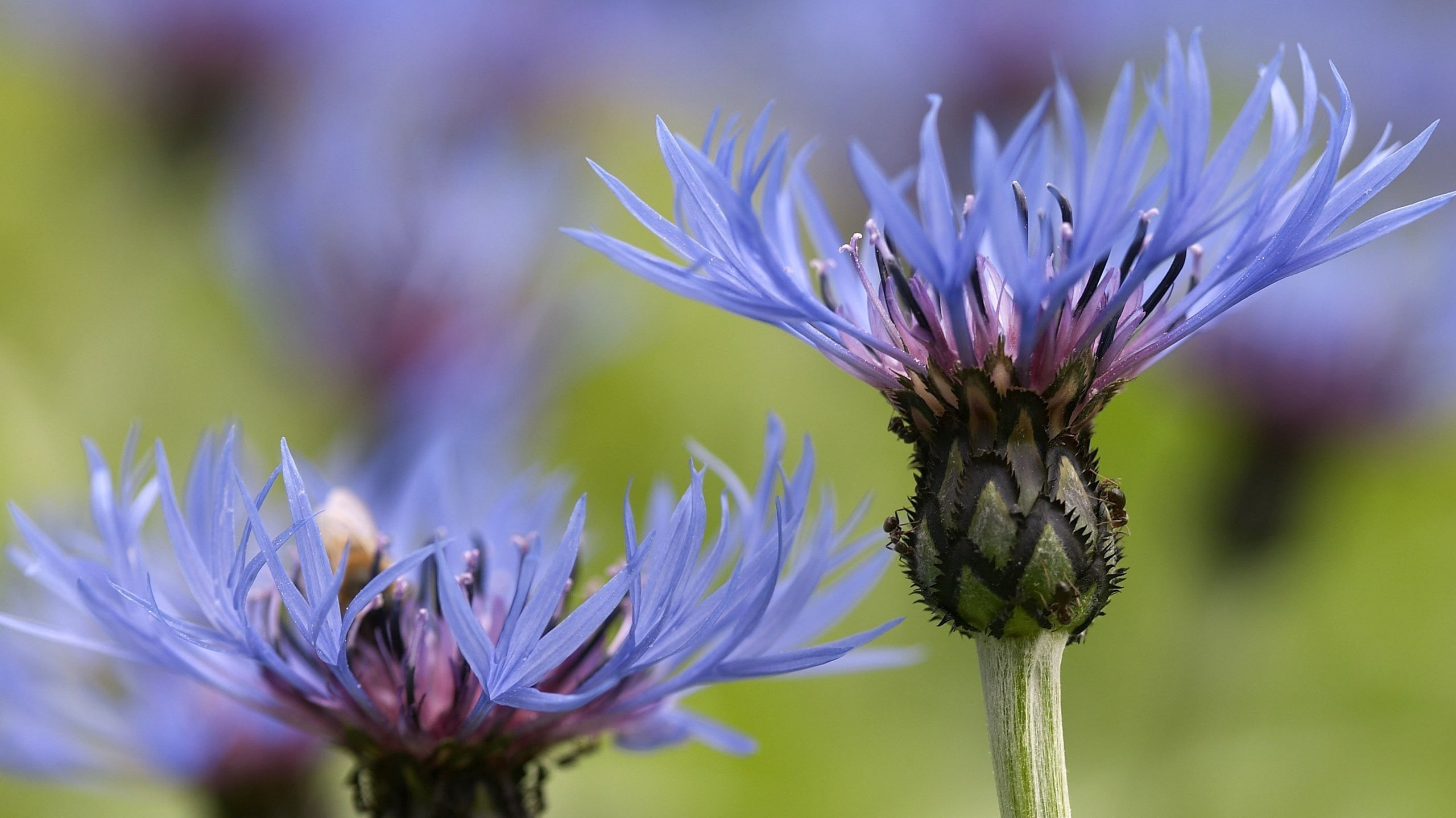 Purple Flower in Macro Lens. Wallpaper in 2560x1440 Resolution