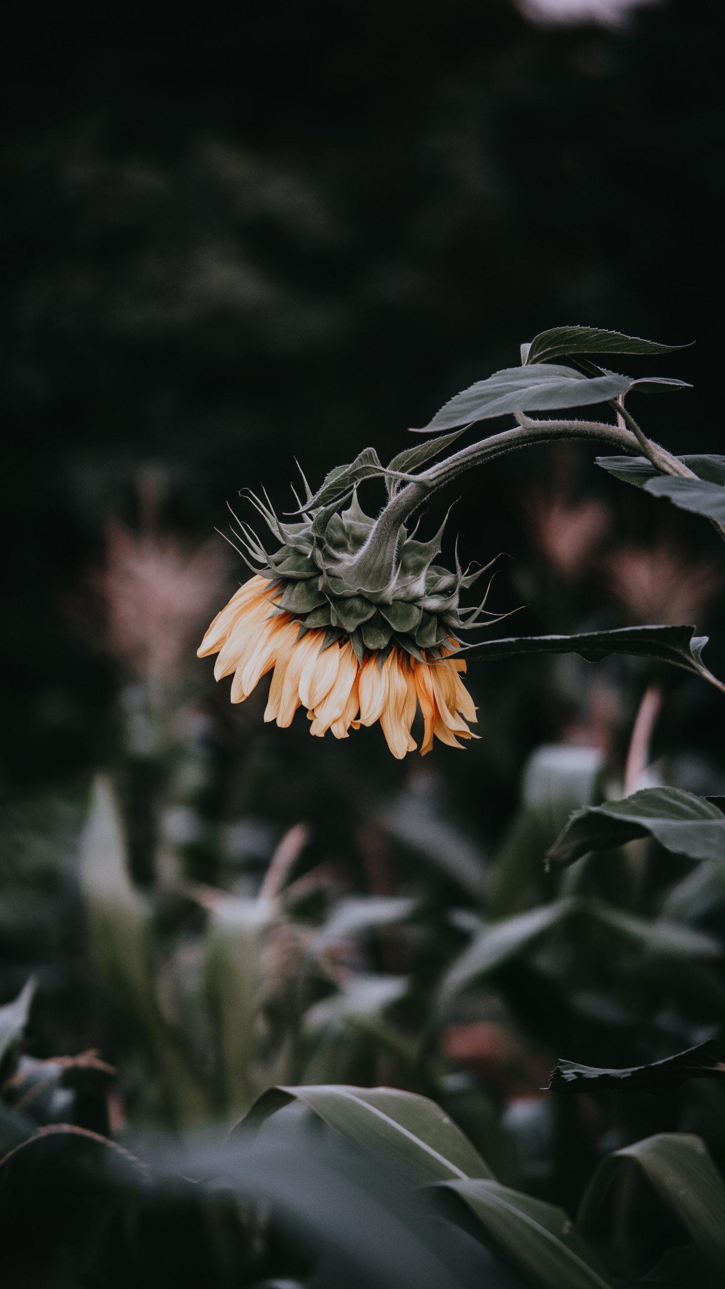 Gelbe Blume in Tilt-Shift-Linse. Wallpaper in 1440x2560 Resolution