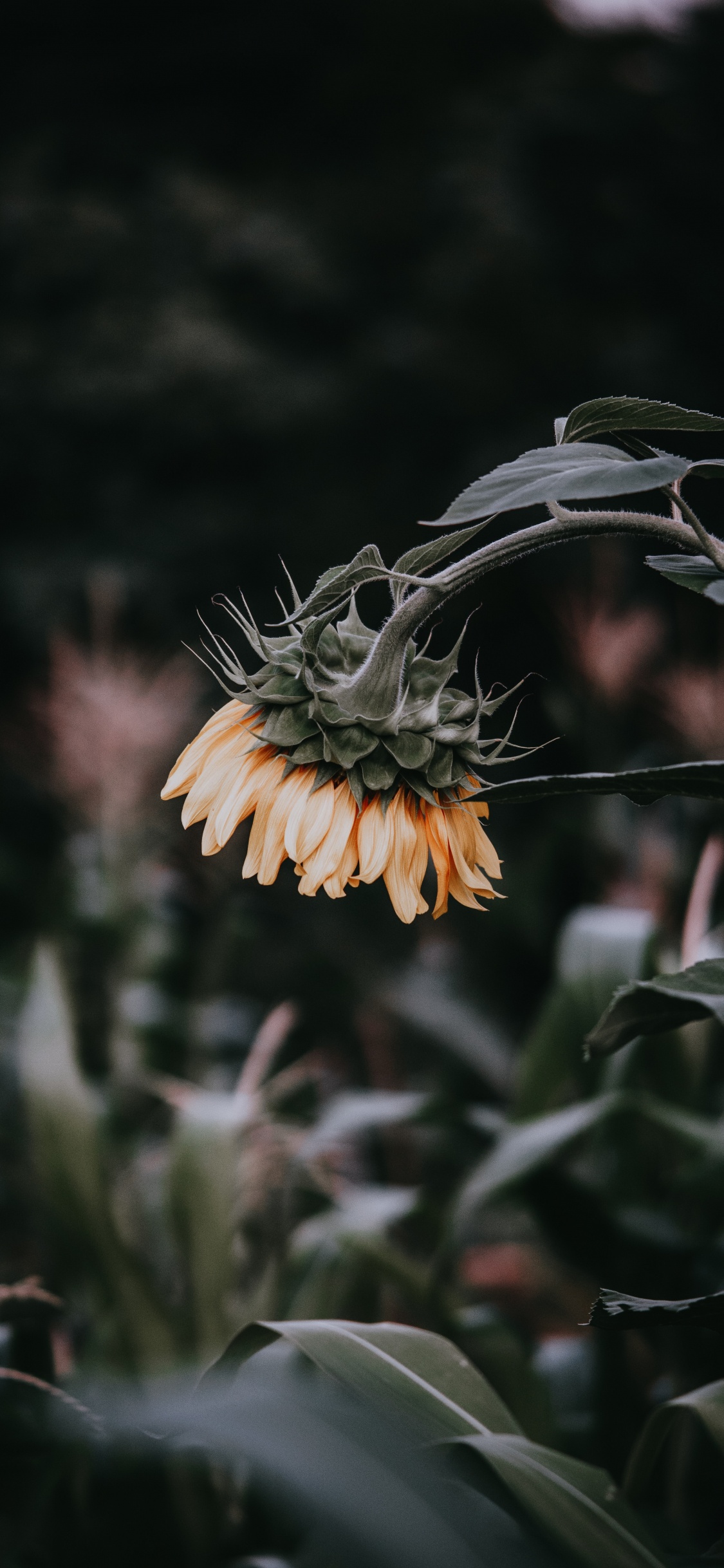 Yellow Flower in Tilt Shift Lens. Wallpaper in 1125x2436 Resolution