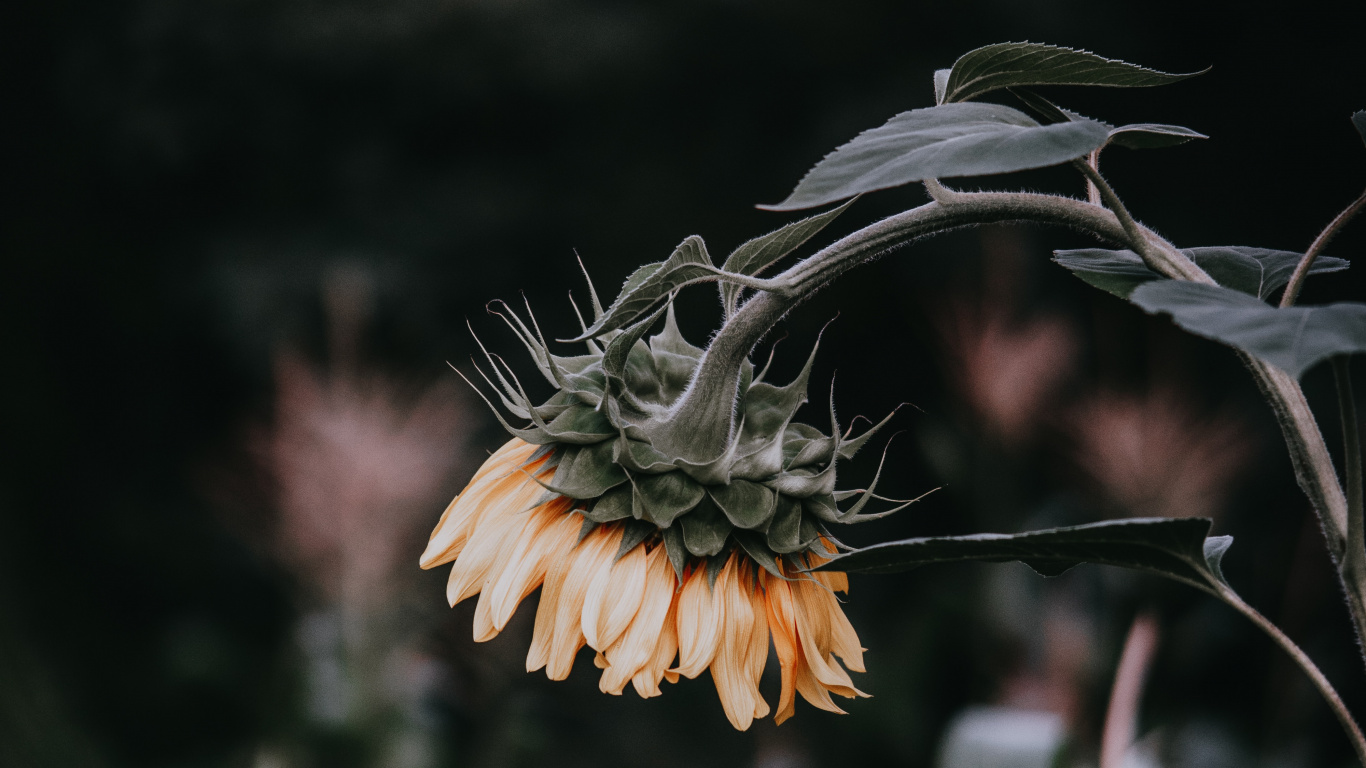 Yellow Flower in Tilt Shift Lens. Wallpaper in 1366x768 Resolution