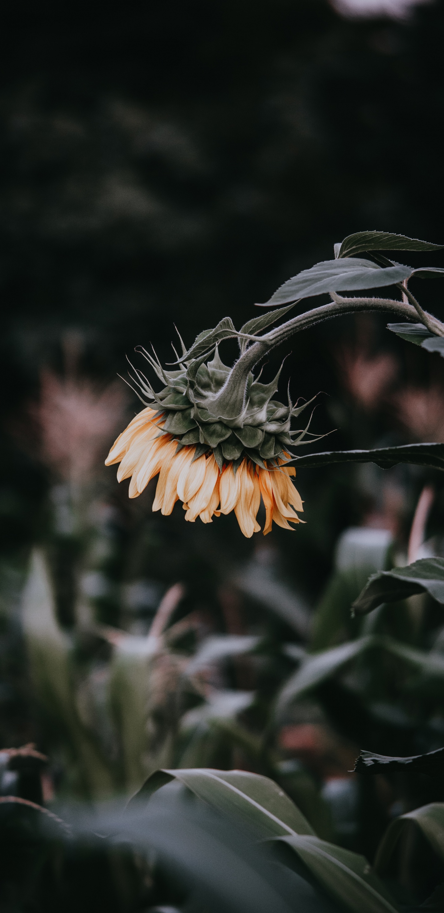 Yellow Flower in Tilt Shift Lens. Wallpaper in 1440x2960 Resolution