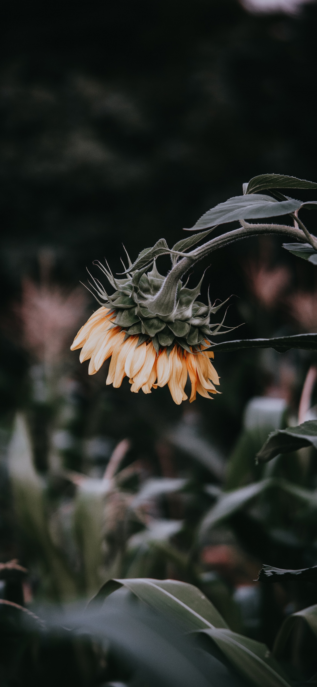 野花, 显花植物, 植物干, 图, 灌木 壁纸 1242x2688 允许