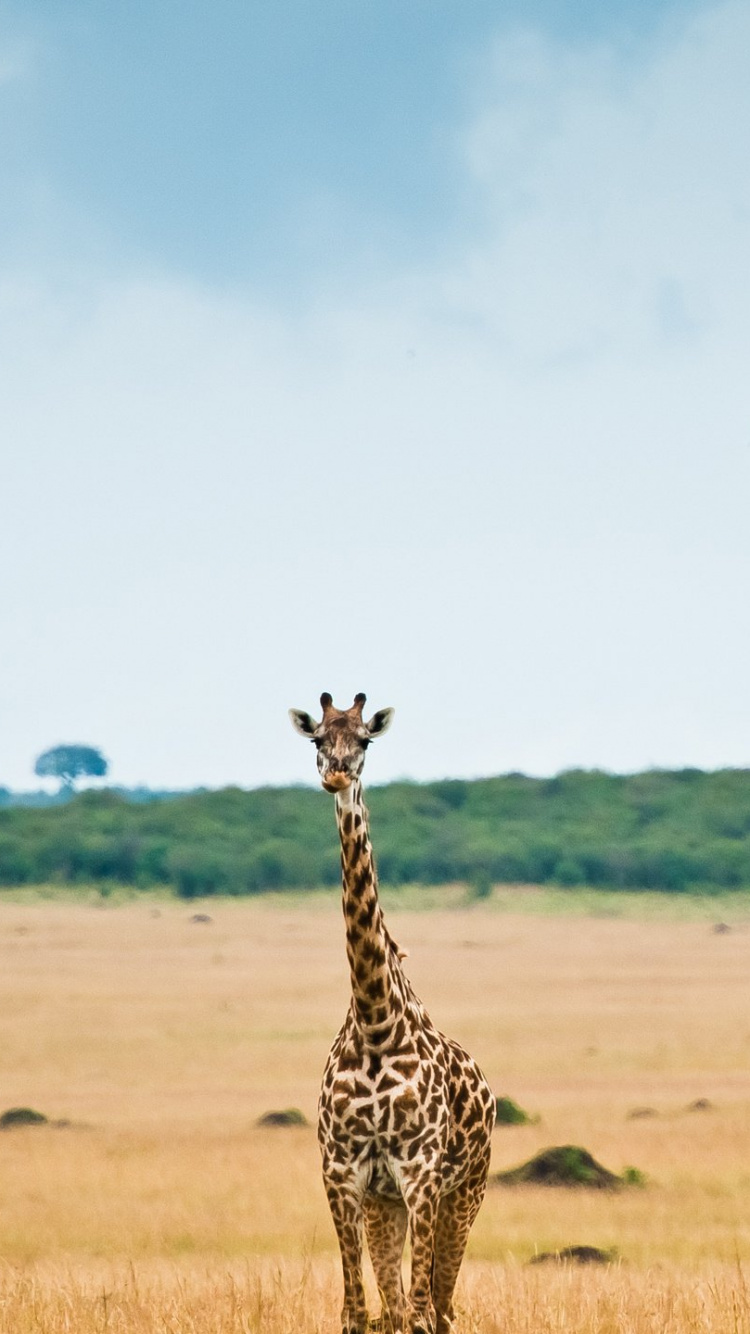 Girafe Debout Sur un Terrain D'herbe Brune Pendant la Journée. Wallpaper in 750x1334 Resolution
