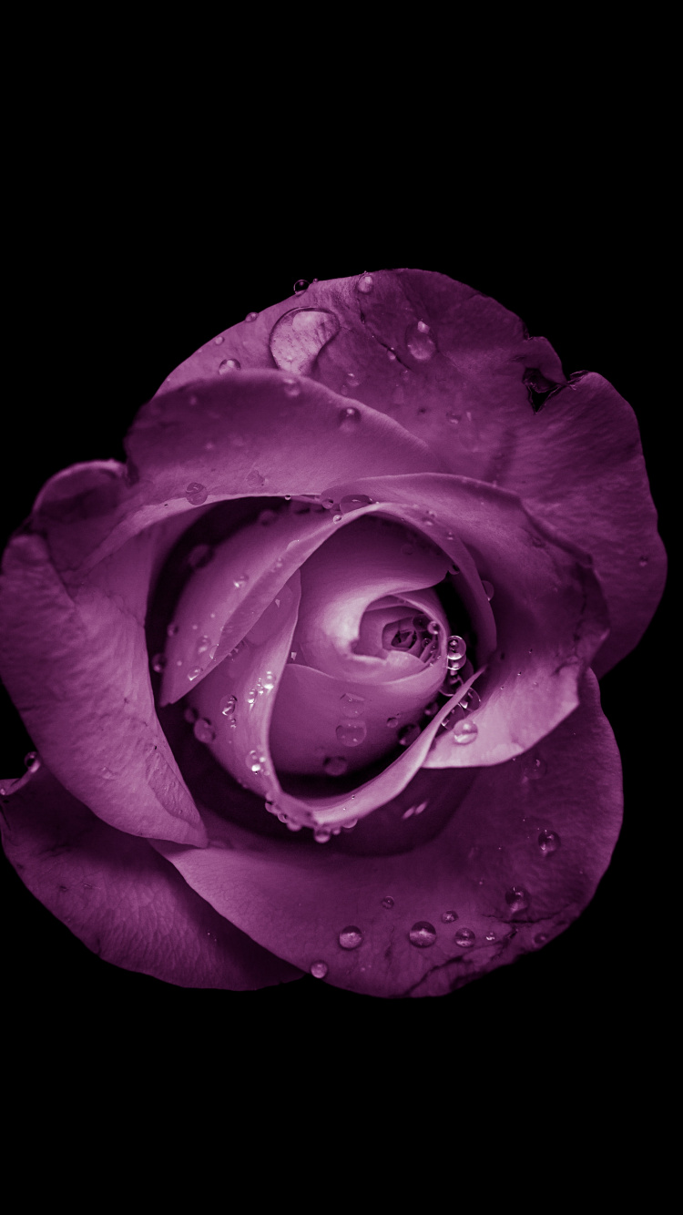 Rosa Rose in Voller Blüte Mit Schwarzem Hintergrund. Wallpaper in 750x1334 Resolution