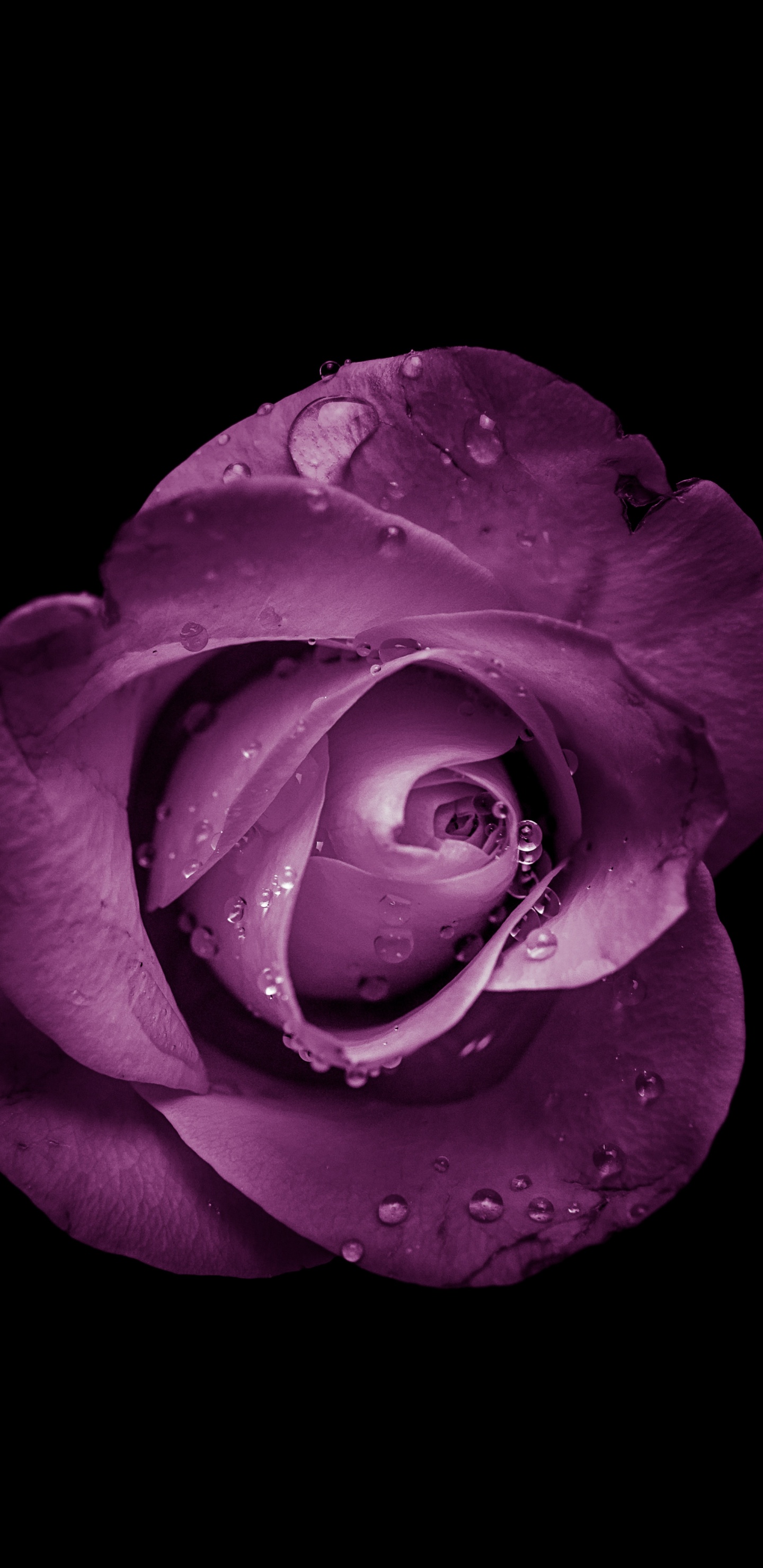 Pink Rose in Bloom With Black Background. Wallpaper in 1440x2960 Resolution