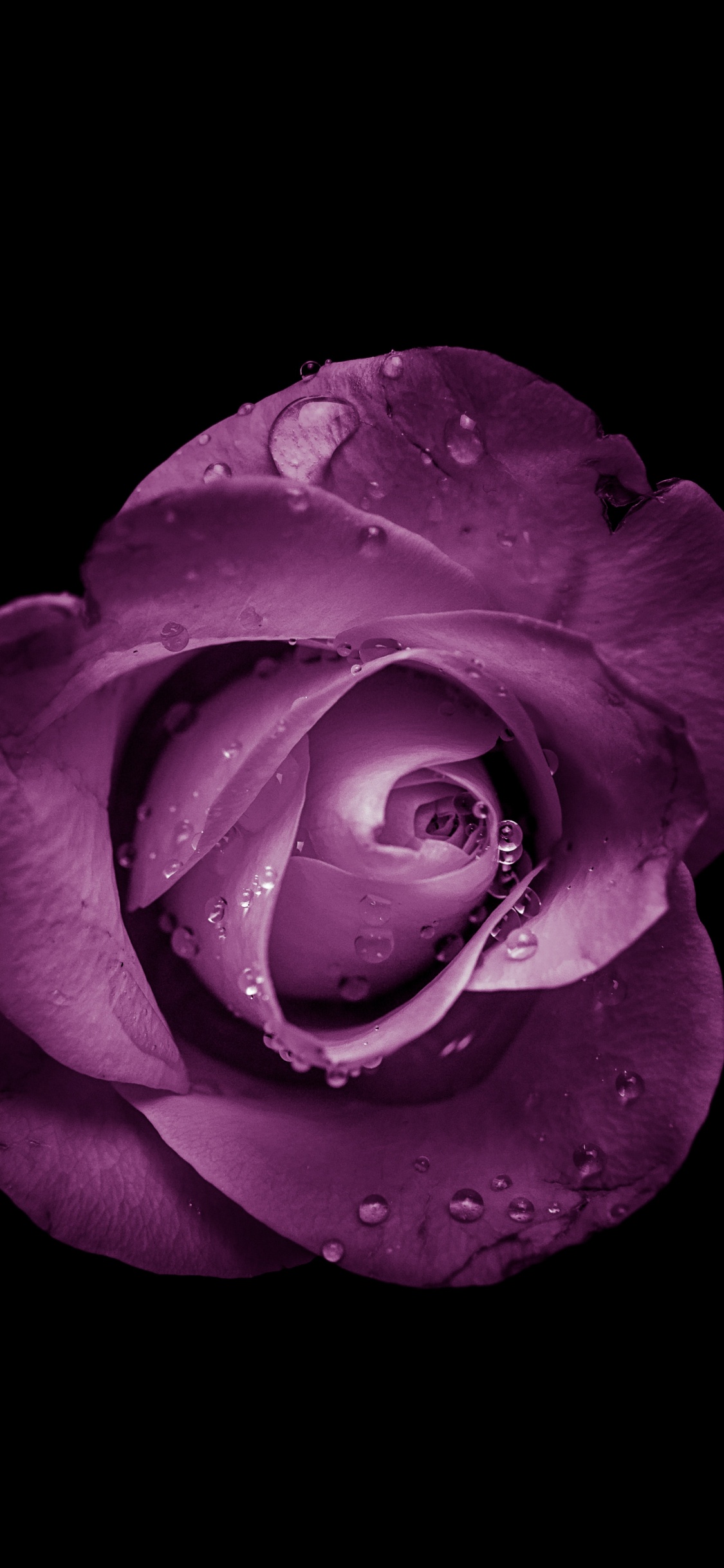 Rosa Rosa en Flor Con Fondo Negro. Wallpaper in 1125x2436 Resolution