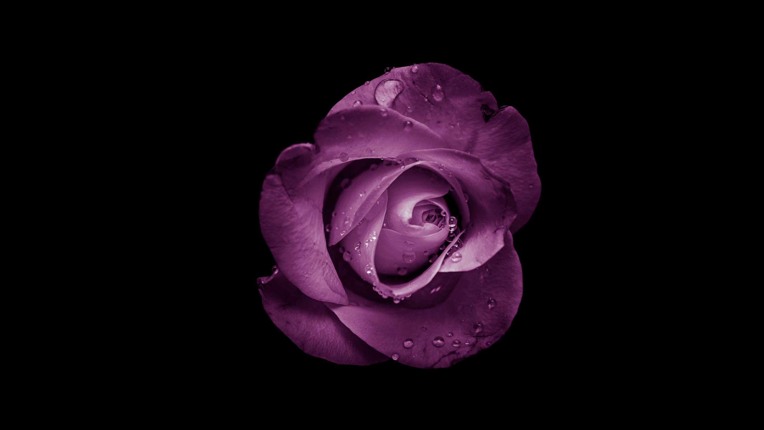 Rose Rose en Fleurs Sur Fond Noir. Wallpaper in 2560x1440 Resolution