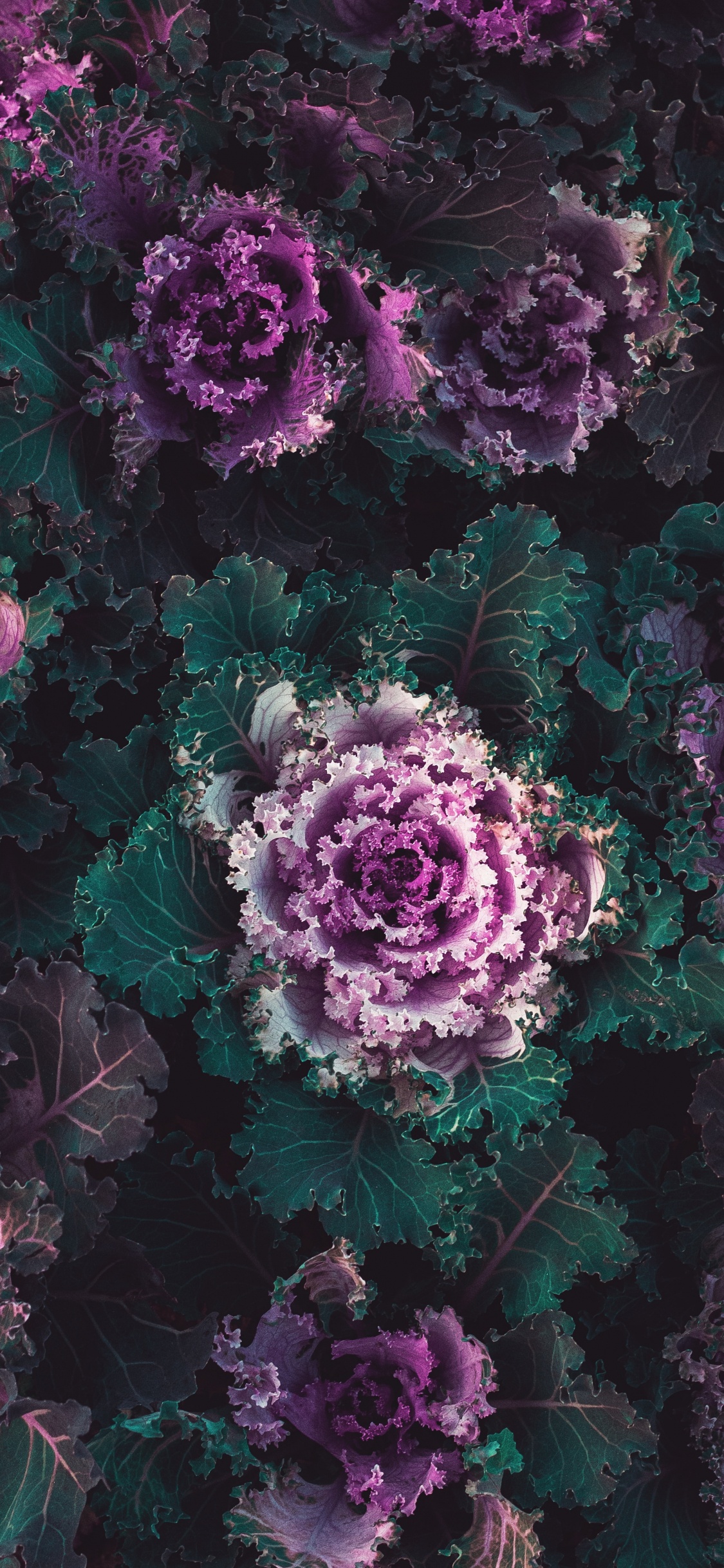 Plants, Cabbage, Flower, Purple, Plant. Wallpaper in 1125x2436 Resolution