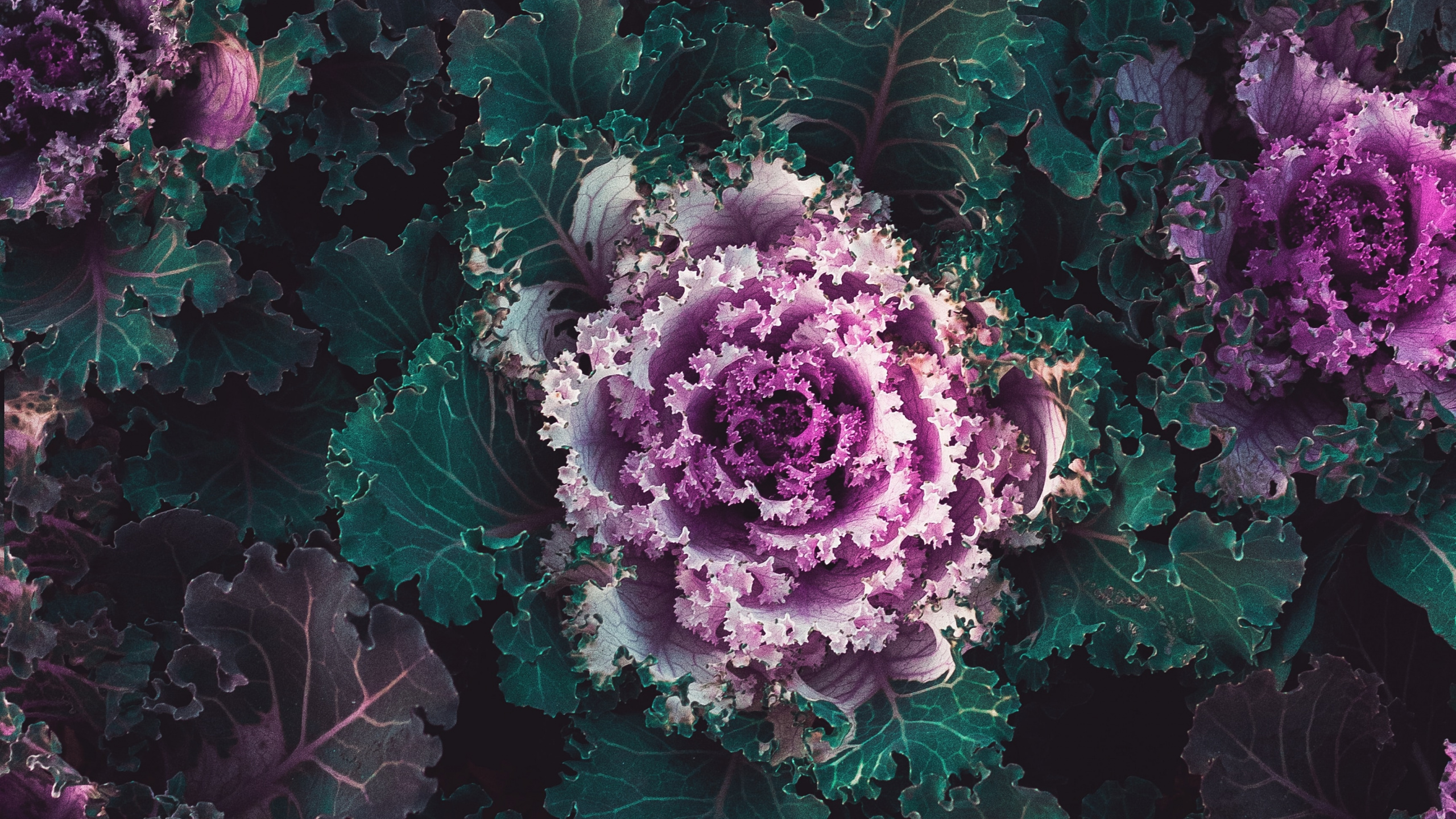 Plants, Cabbage, Flower, Purple, Plant. Wallpaper in 2560x1440 Resolution
