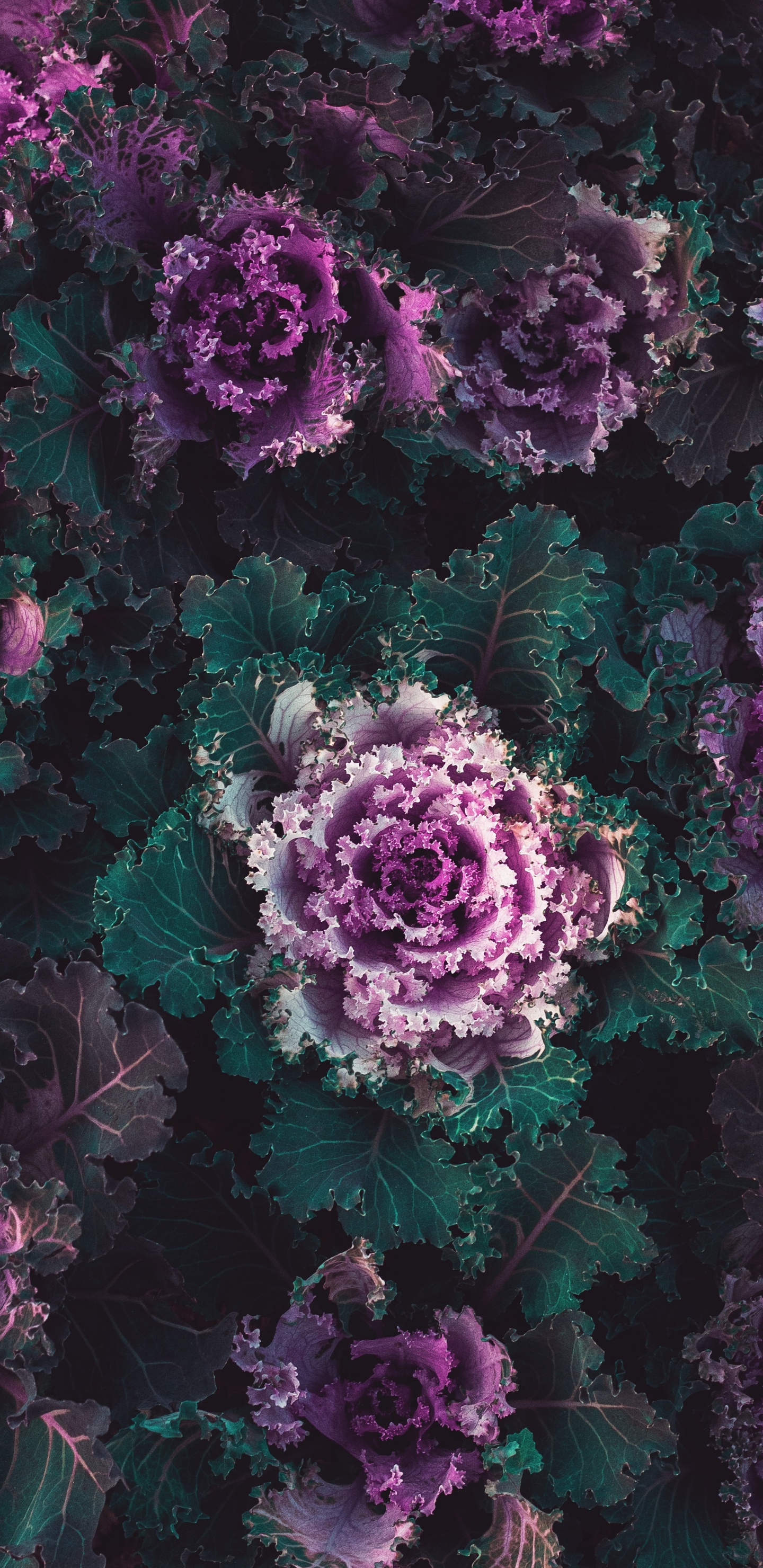Plante, Chou, Purple, Violette, la Floraison de la Plante. Wallpaper in 1440x2960 Resolution