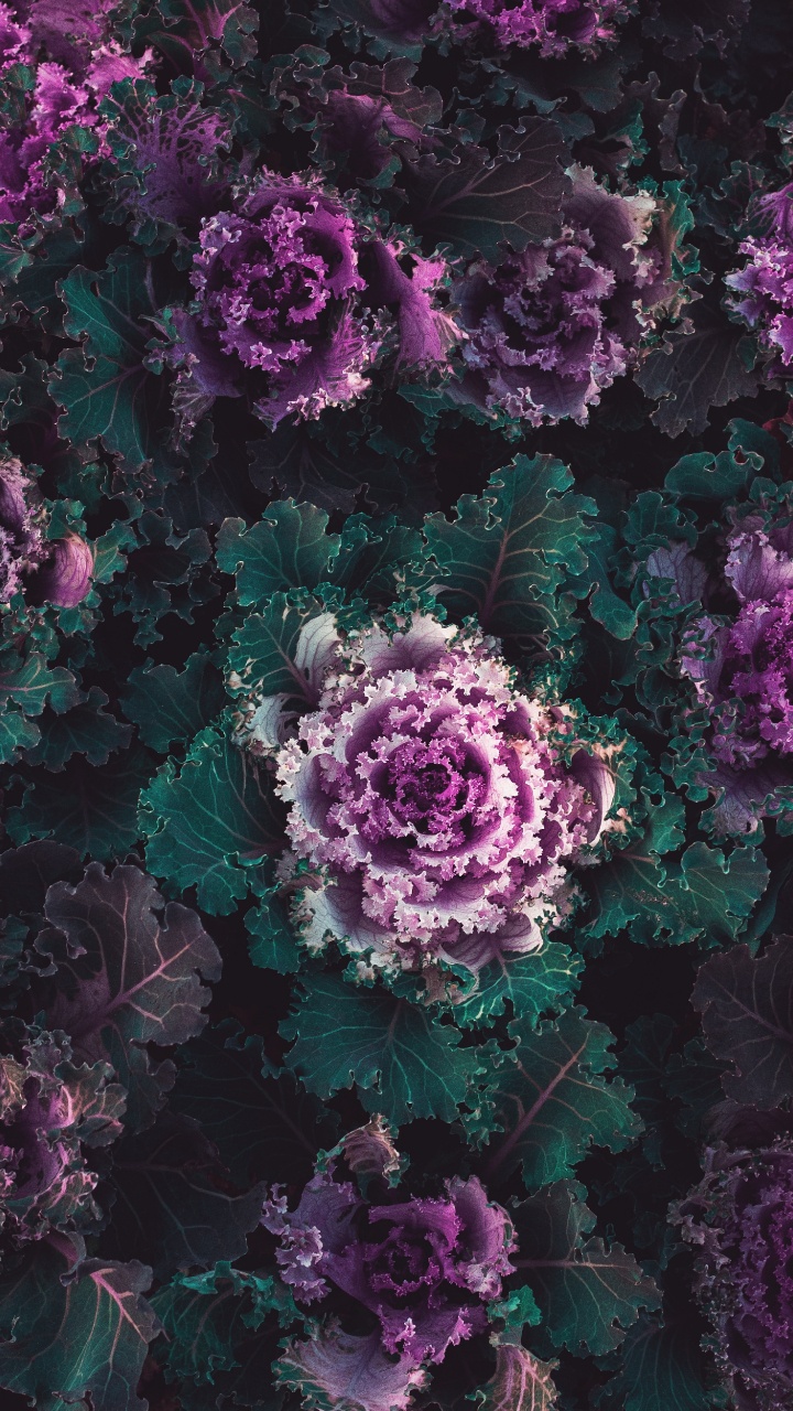 Plante, Chou, Purple, Violette, la Floraison de la Plante. Wallpaper in 720x1280 Resolution